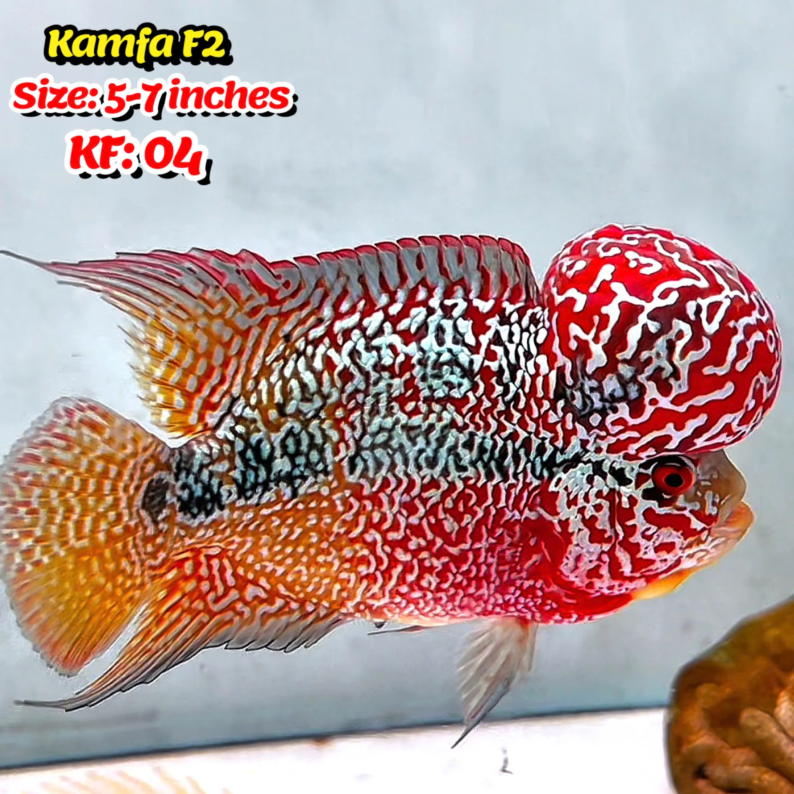 Golden Base Kamfa Flowerhorn Cichlid | You Pick Fish | - Image 4