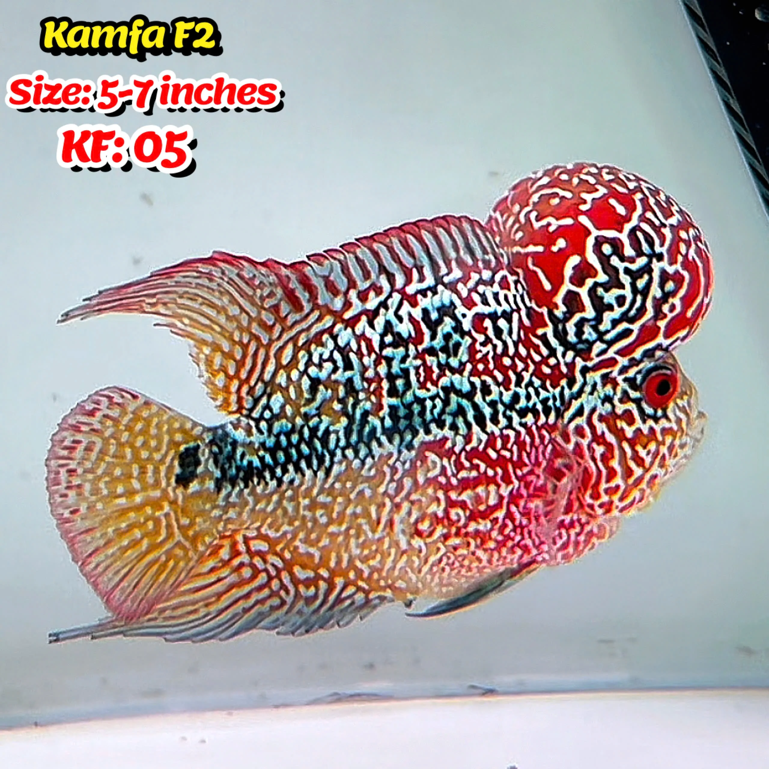 Golden Base Kamfa Flowerhorn Cichlid | You Pick Fish | - Image 5