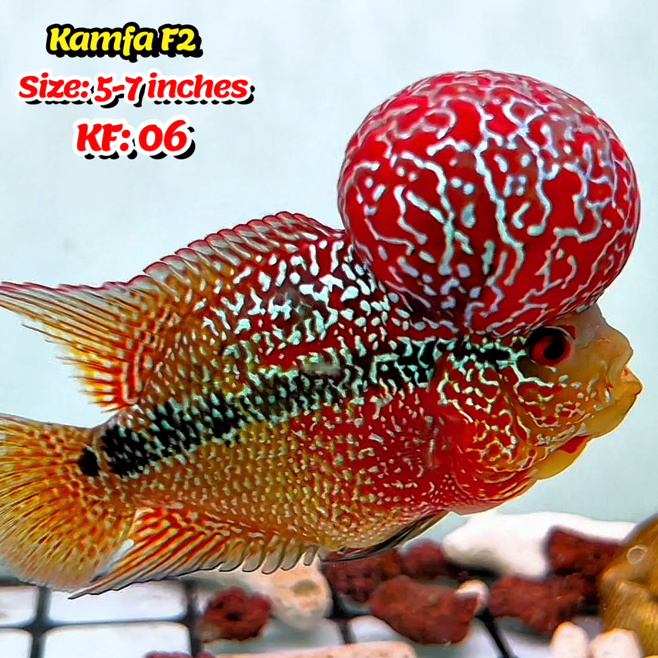 Golden Base Kamfa Flowerhorn Cichlid | You Pick Fish | - Image 6