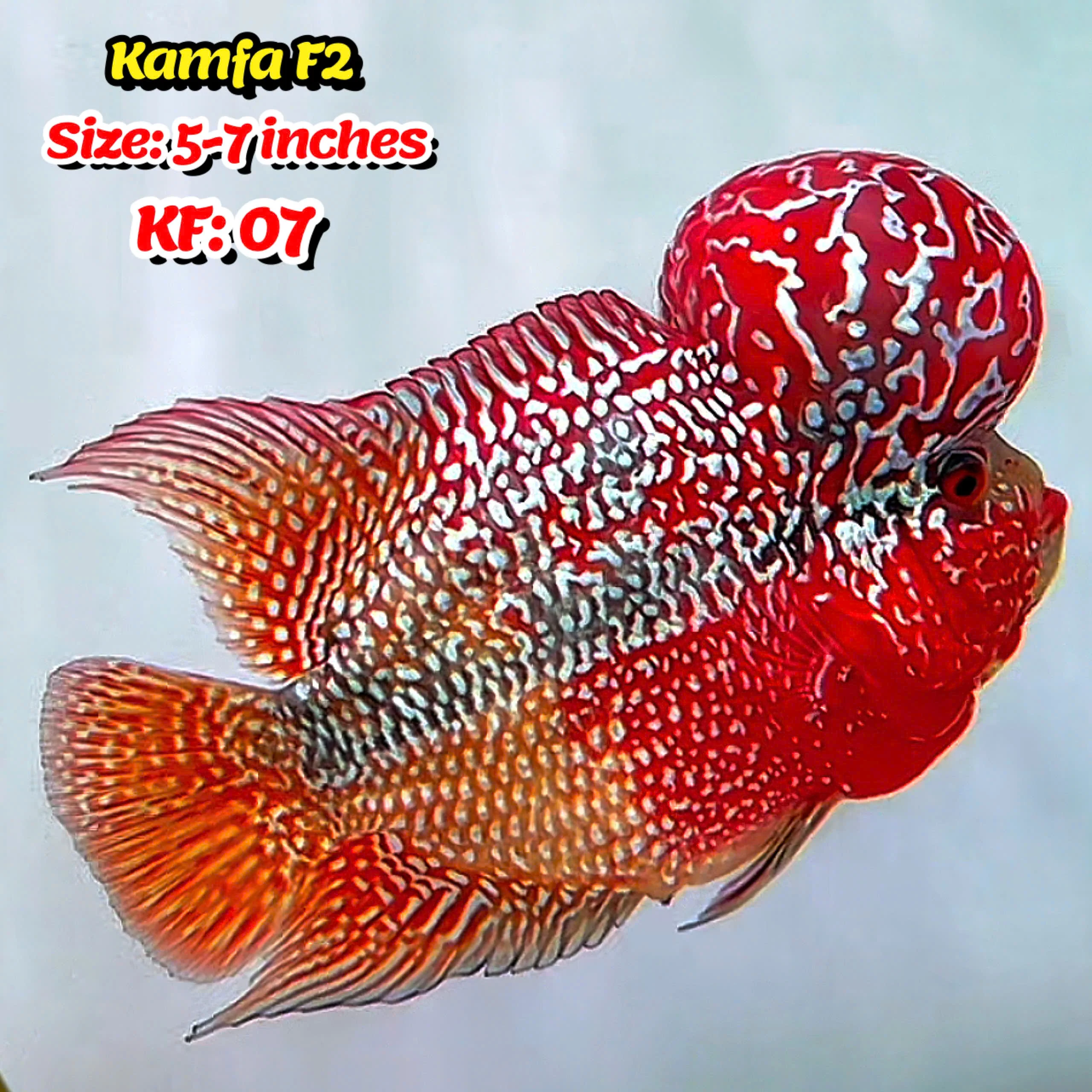 Golden Base Kamfa Flowerhorn Cichlid | You Pick Fish | - Image 7