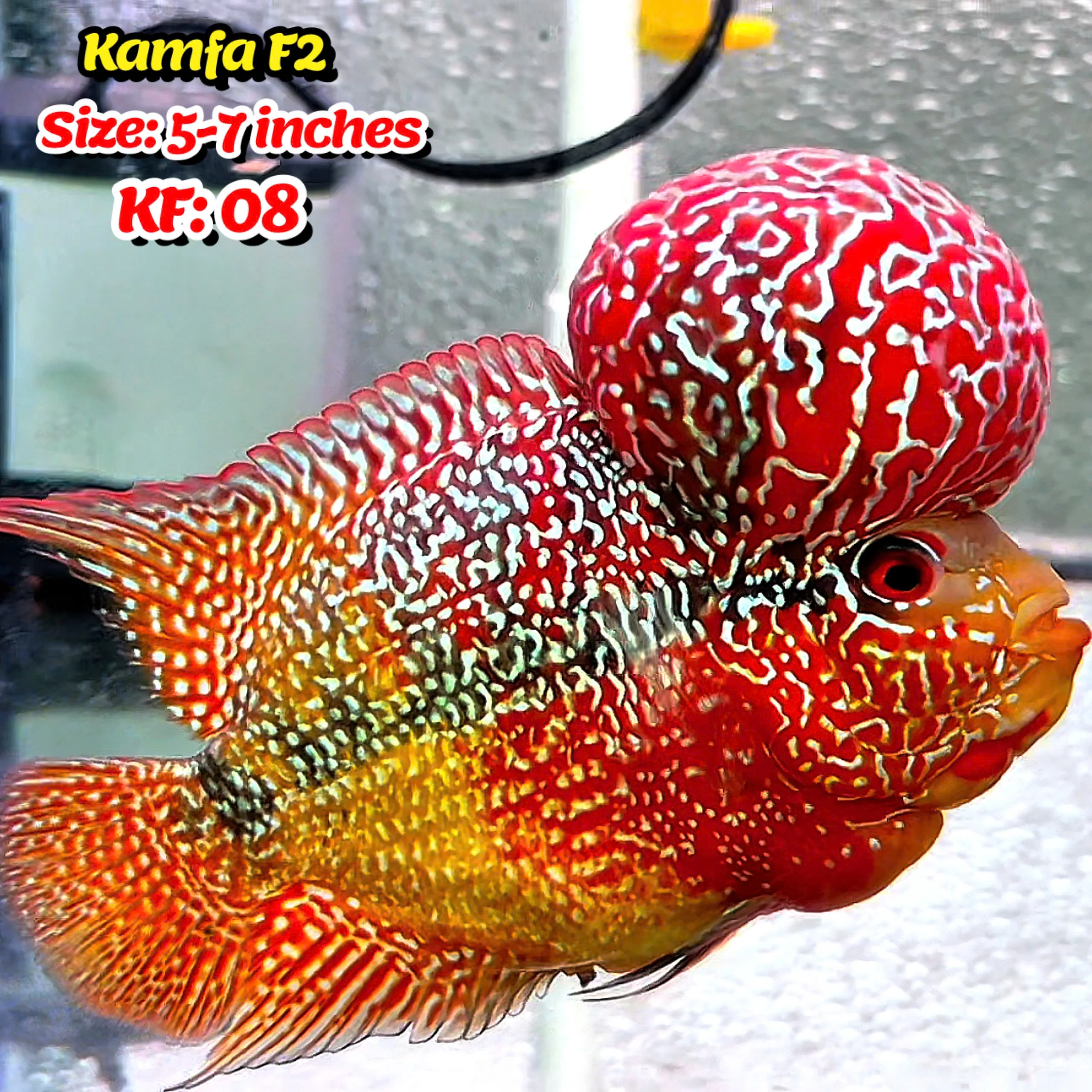 Golden Base Kamfa Flowerhorn Cichlid | You Pick Fish | - Image 8