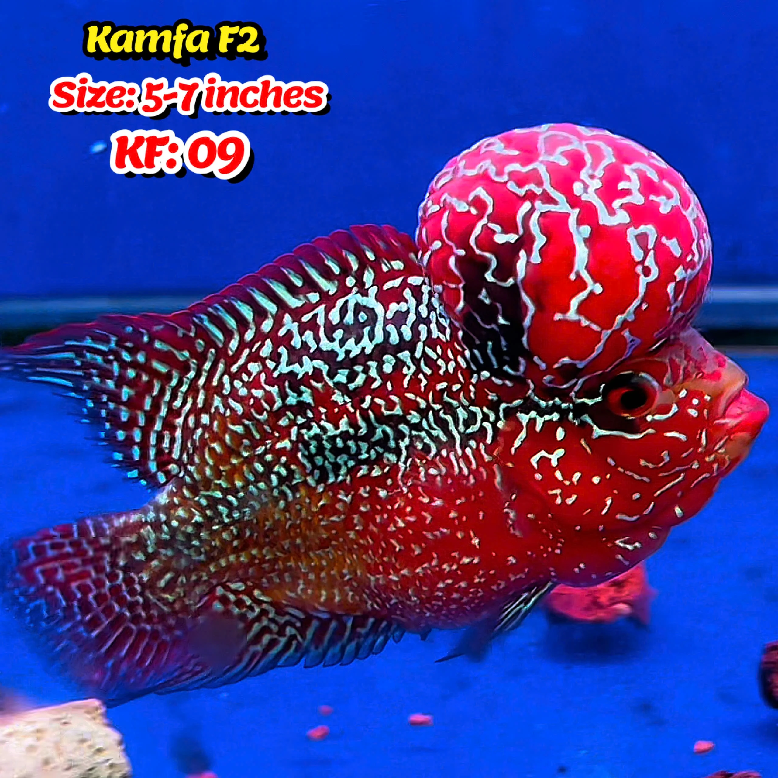 Golden Base Kamfa Flowerhorn Cichlid | You Pick Fish | - Image 9