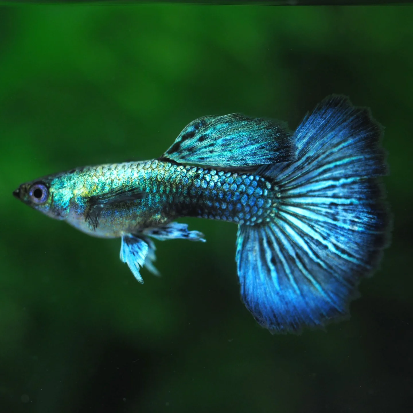 Green Dragon Guppy Fish - Image 3