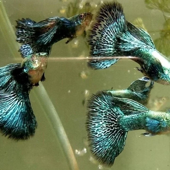 Green Dragon Guppy Fish - Image 4