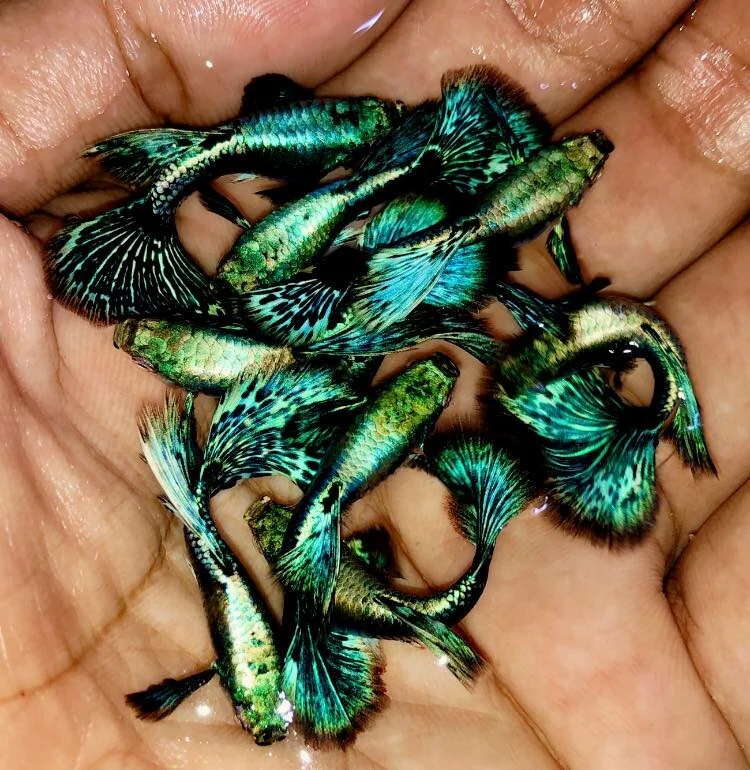 Green Dragon Guppy Fish - Image 5