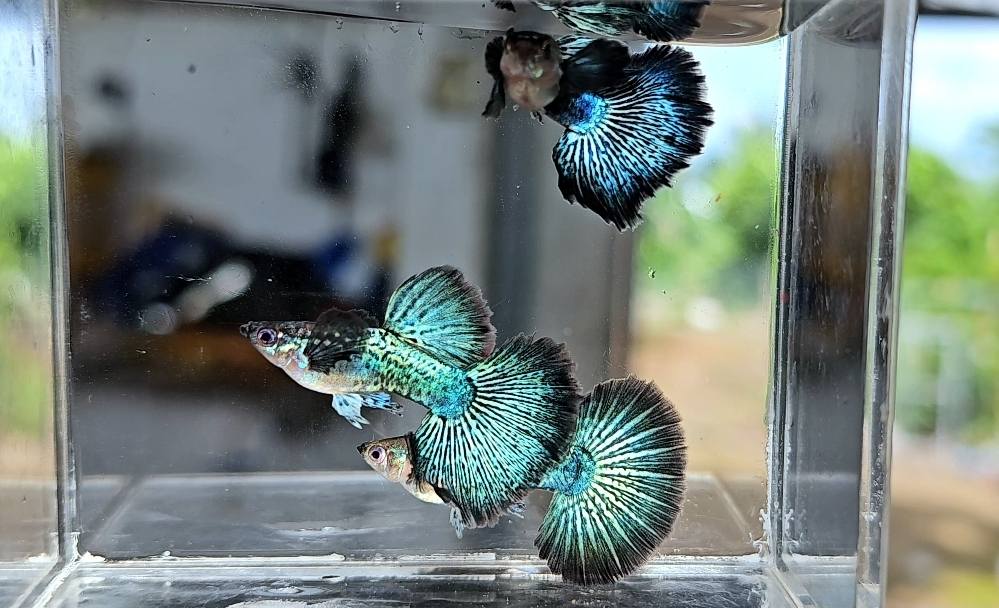 Green Dragon Guppy Fish - Image 6