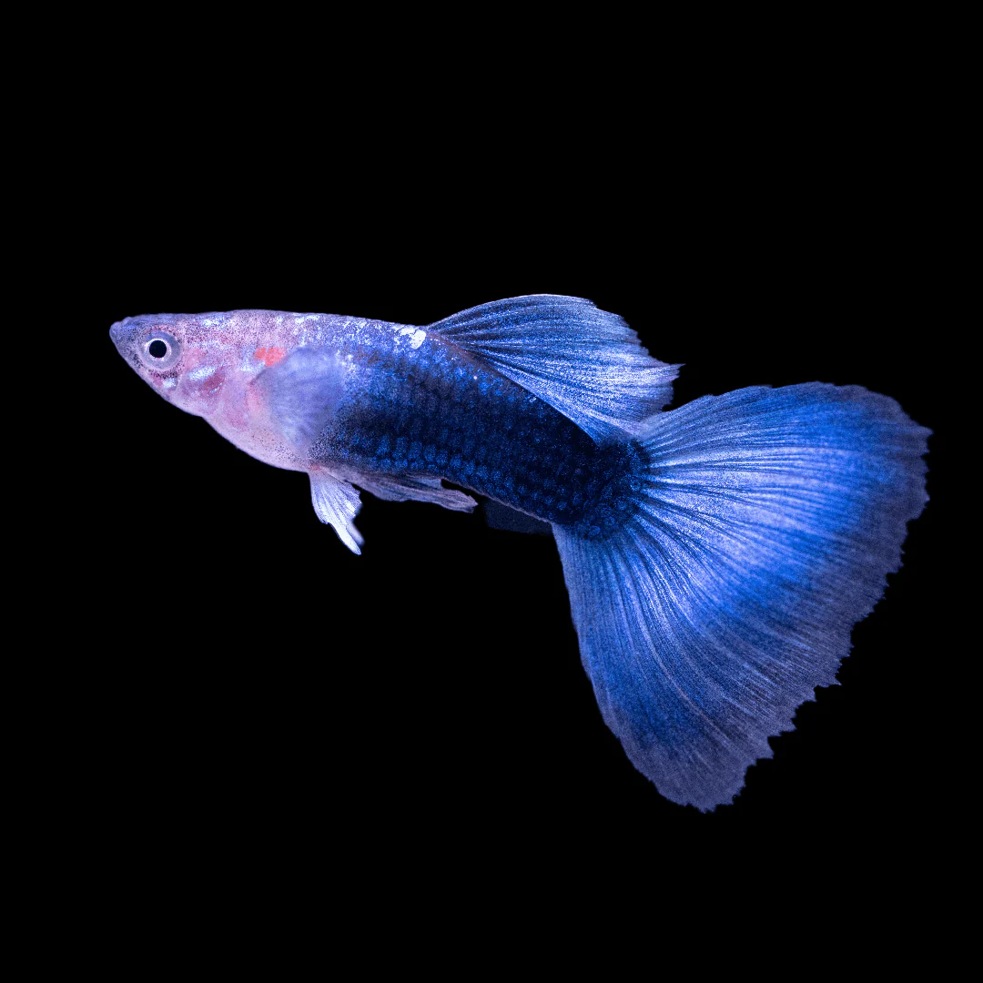 Half Black Blue Guppy Fish - Image 3