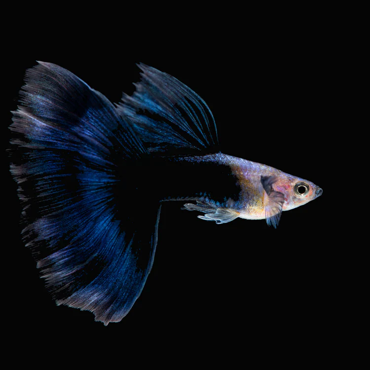 Half Black Blue Guppy Fish - Image 4