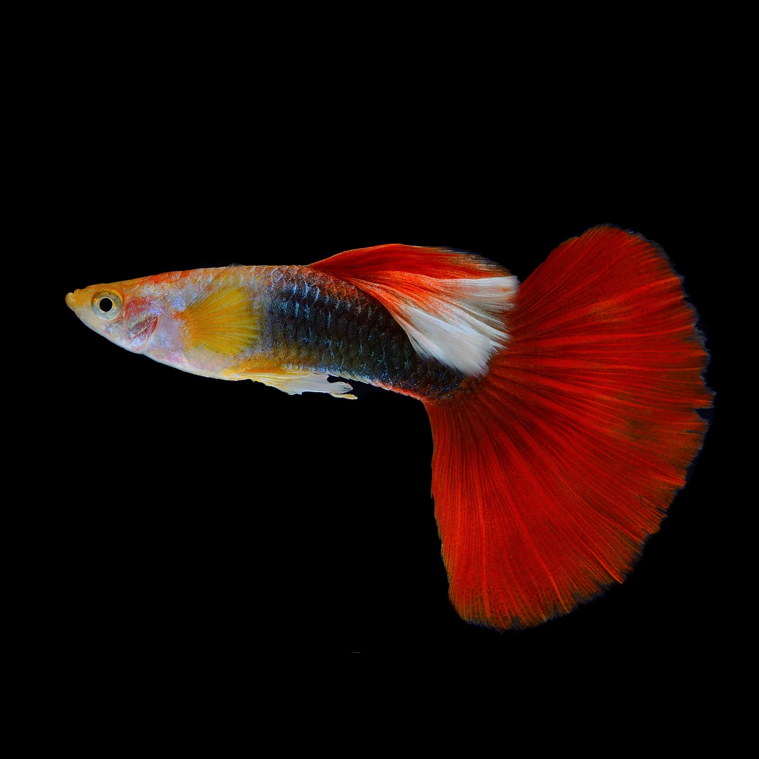 Half Black Red Rose Guppy Fish - Image 3