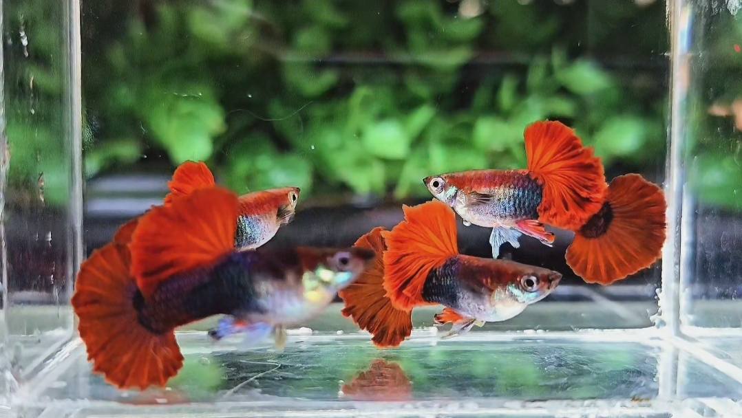 Half Black Red Rose Guppy Fish - Image 4