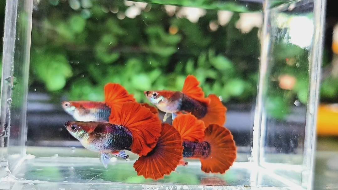 Half Black Red Rose Guppy Fish - Image 5