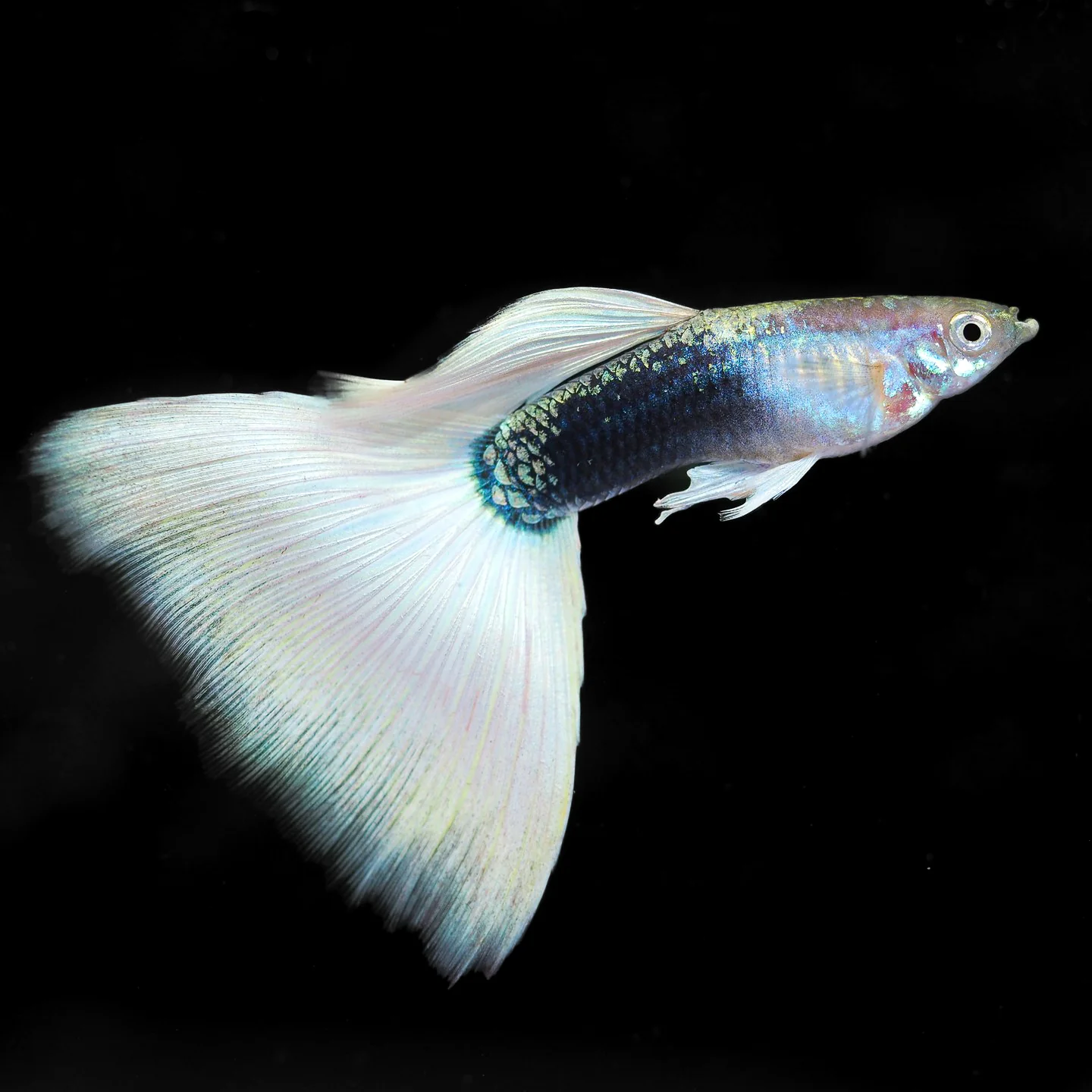 Half Black White Guppy Fish - Image 3