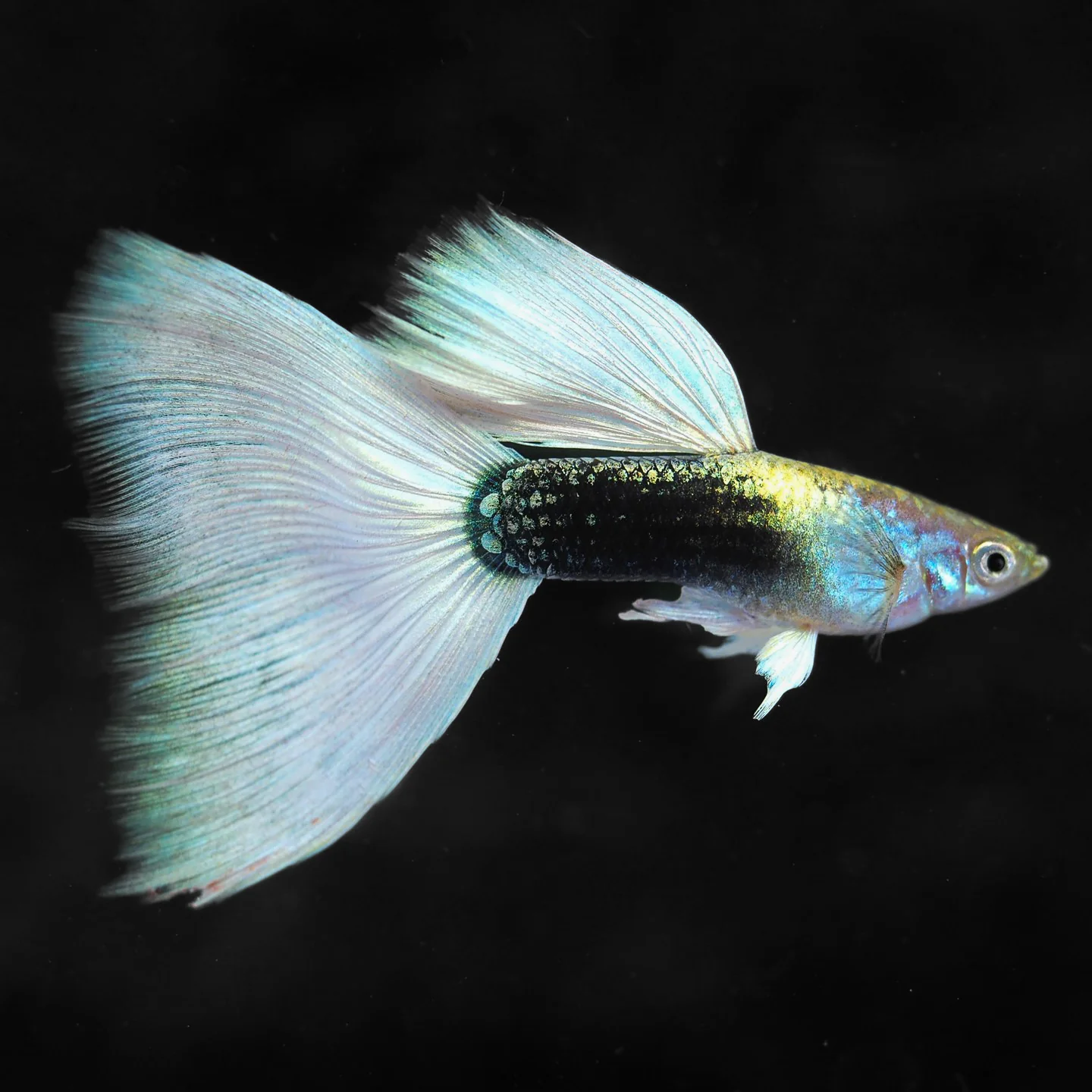 Half Black White Guppy Fish - Image 4