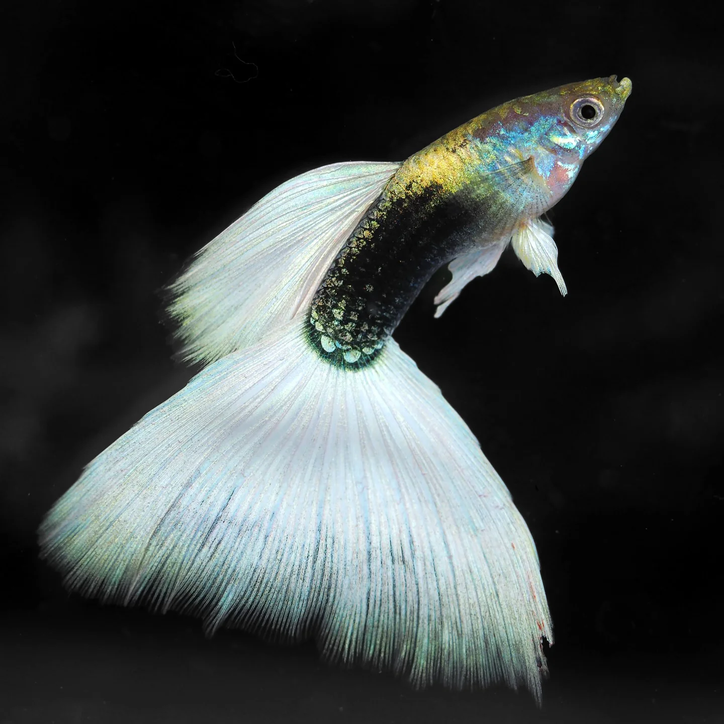 Half Black White Guppy Fish - Image 5