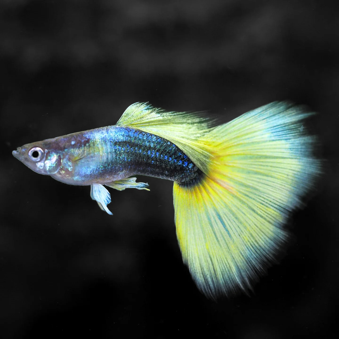 Half Black Yellow Guppy Fish - Image 3
