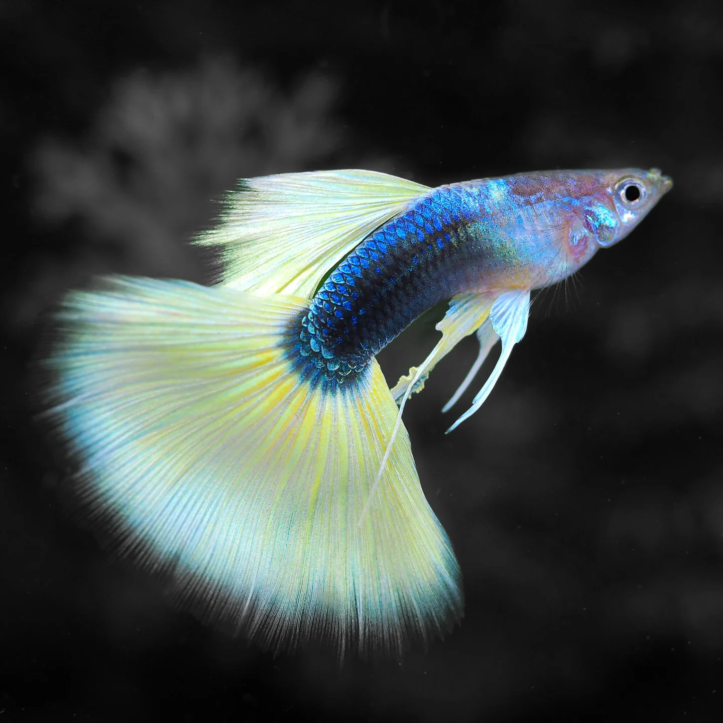 Half Black Yellow Guppy Fish - Image 4