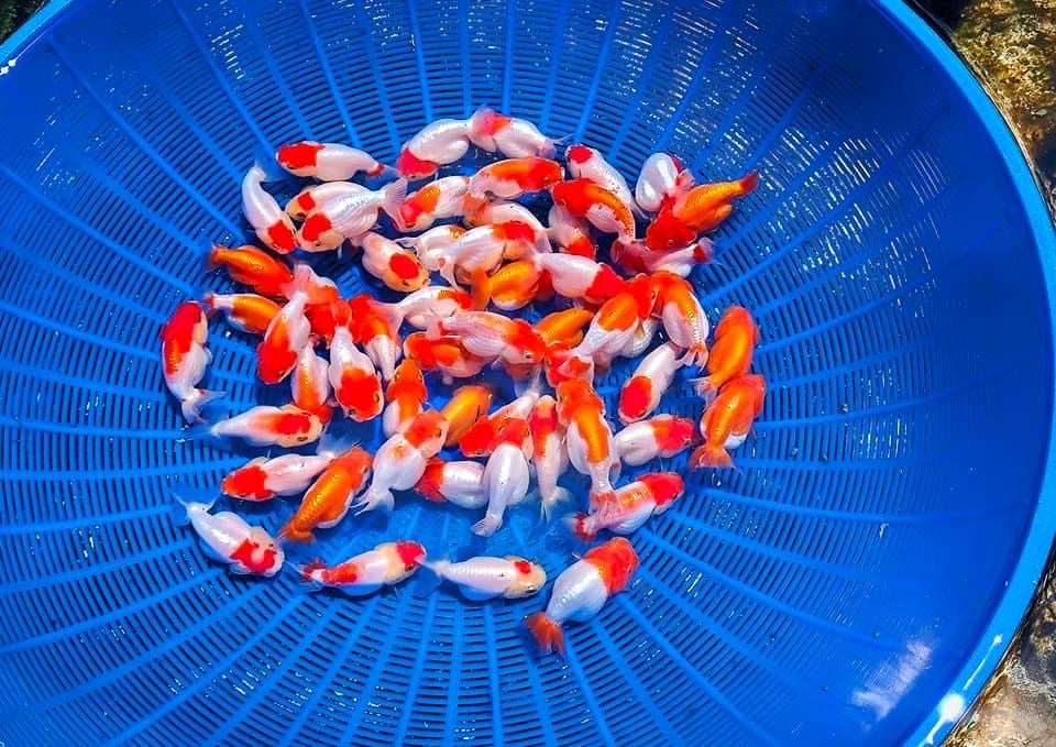 Hybrid Red And White Ranchu Goldfish | Grower Pick - Image 3