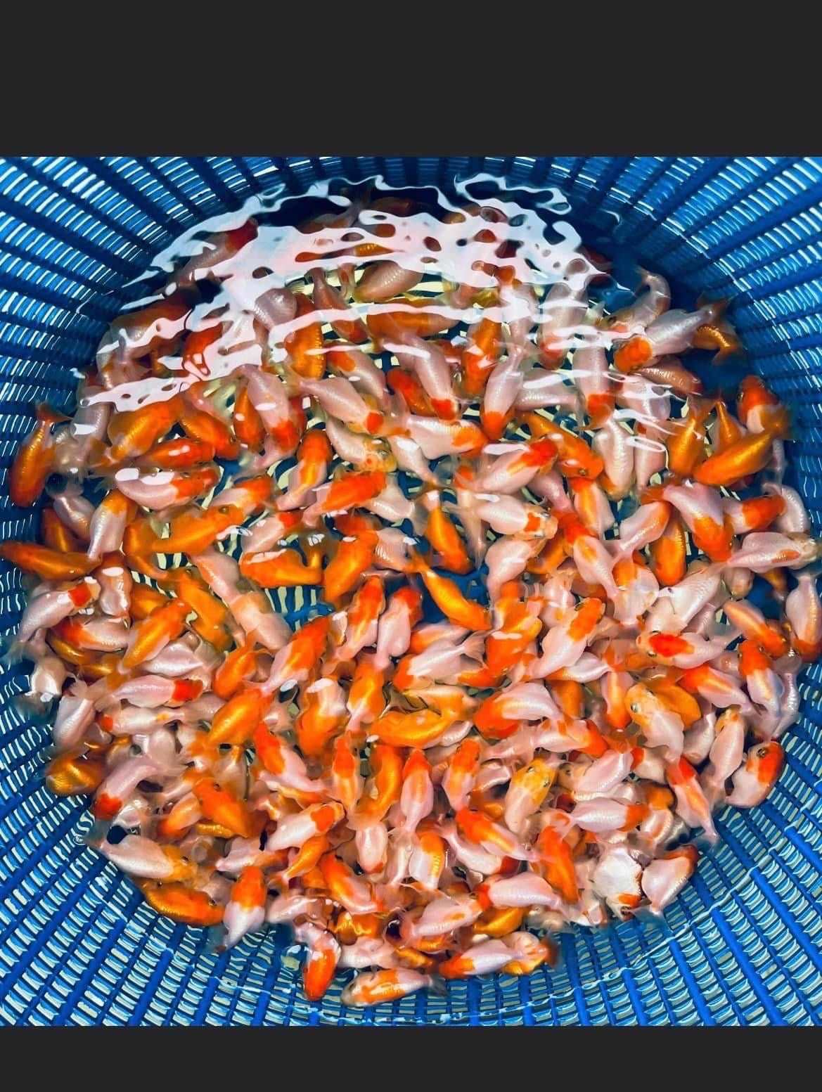 Hybrid Red And White Ranchu Goldfish | Grower Pick - Image 4