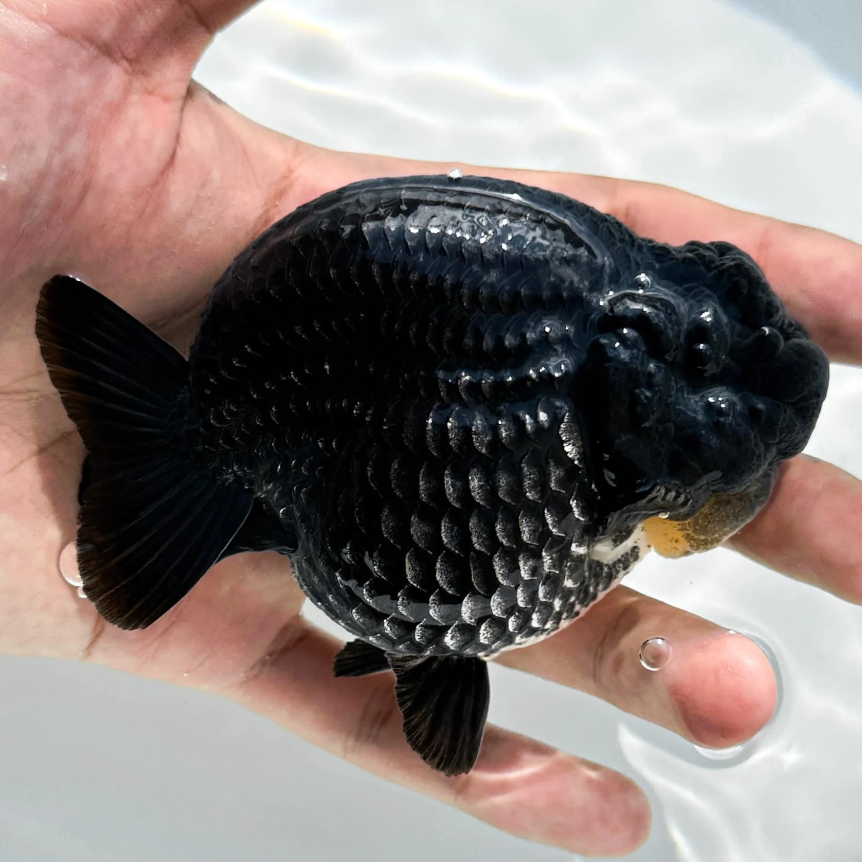 Jet Black Ranchu Goldfish | Grower Pick - Image 10