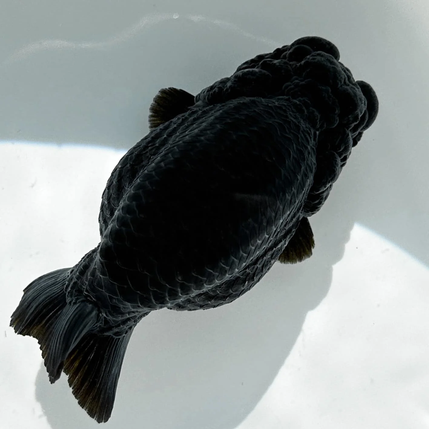 Jet Black Ranchu Goldfish | Grower Pick - Image 11