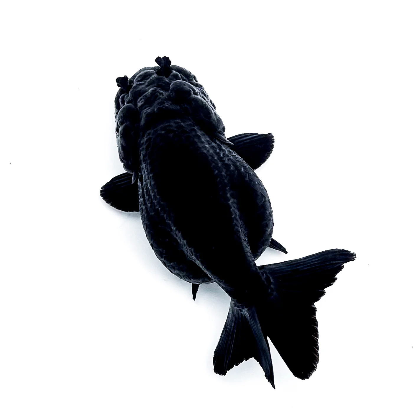 Jet Black Ranchu Goldfish | Grower Pick - Image 3