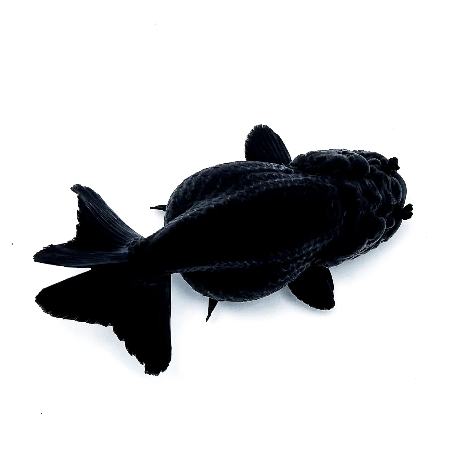 Jet Black Ranchu Goldfish | Grower Pick - Image 4
