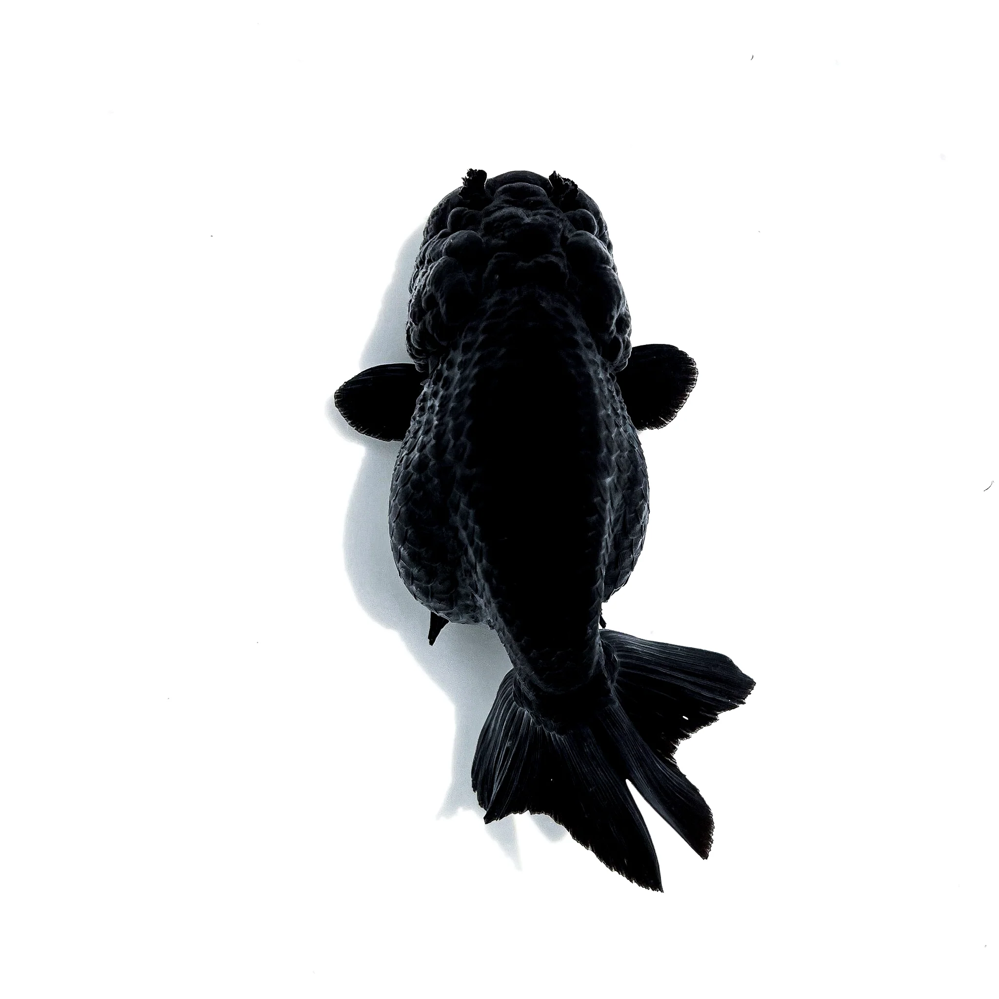 Jet Black Ranchu Goldfish | Grower Pick - Image 5