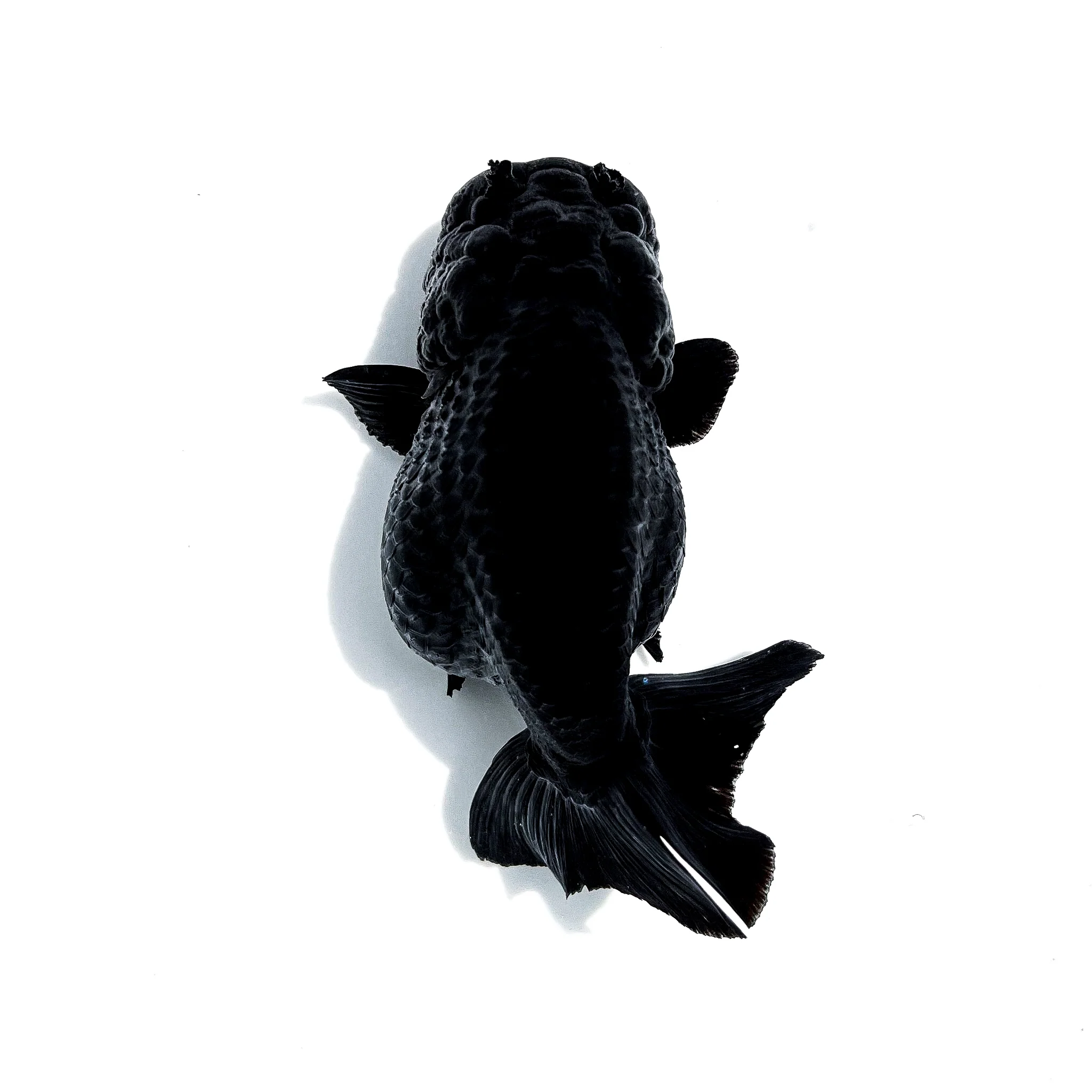 Jet Black Ranchu Goldfish | Grower Pick - Image 6