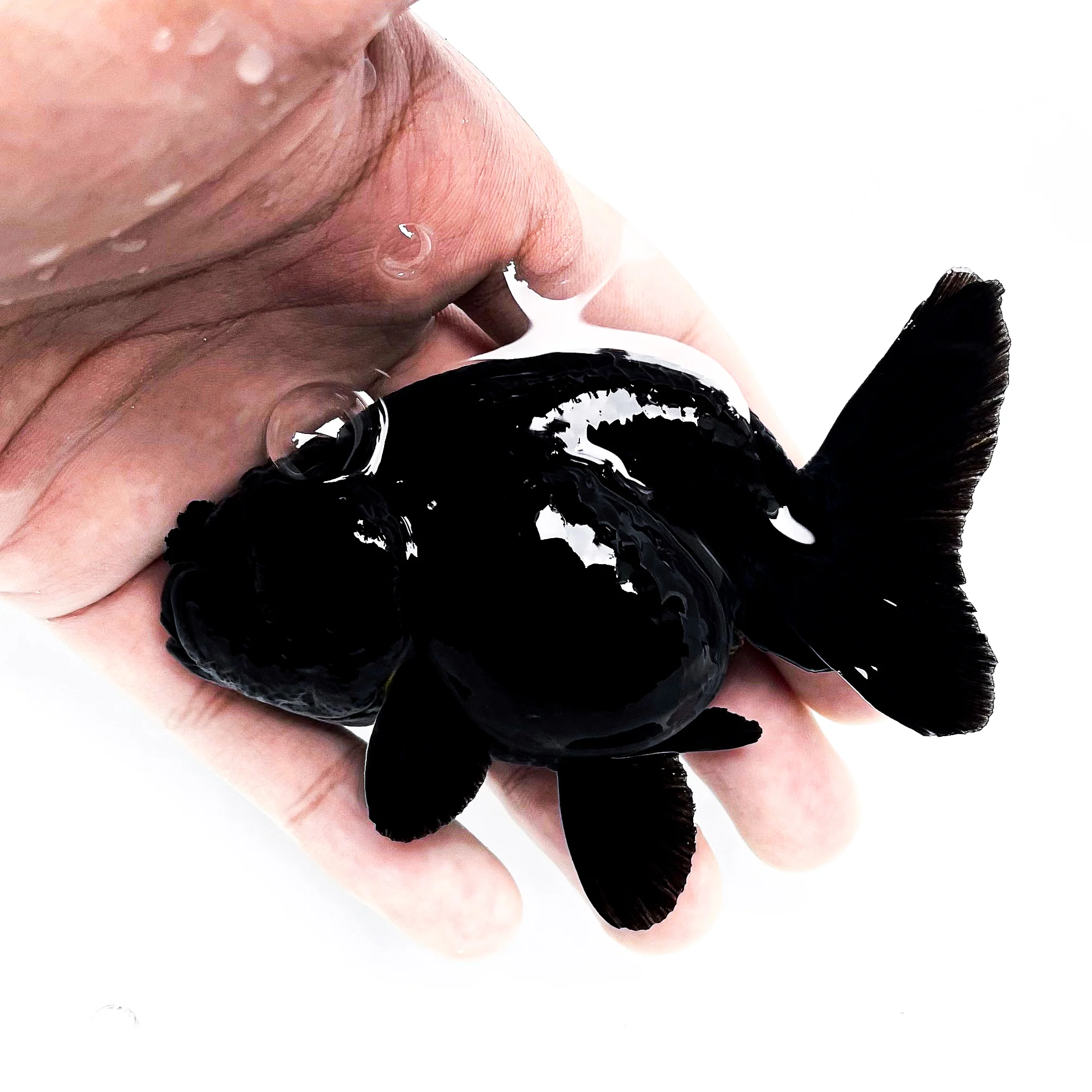 Jet Black Ranchu Goldfish | Grower Pick - Image 7