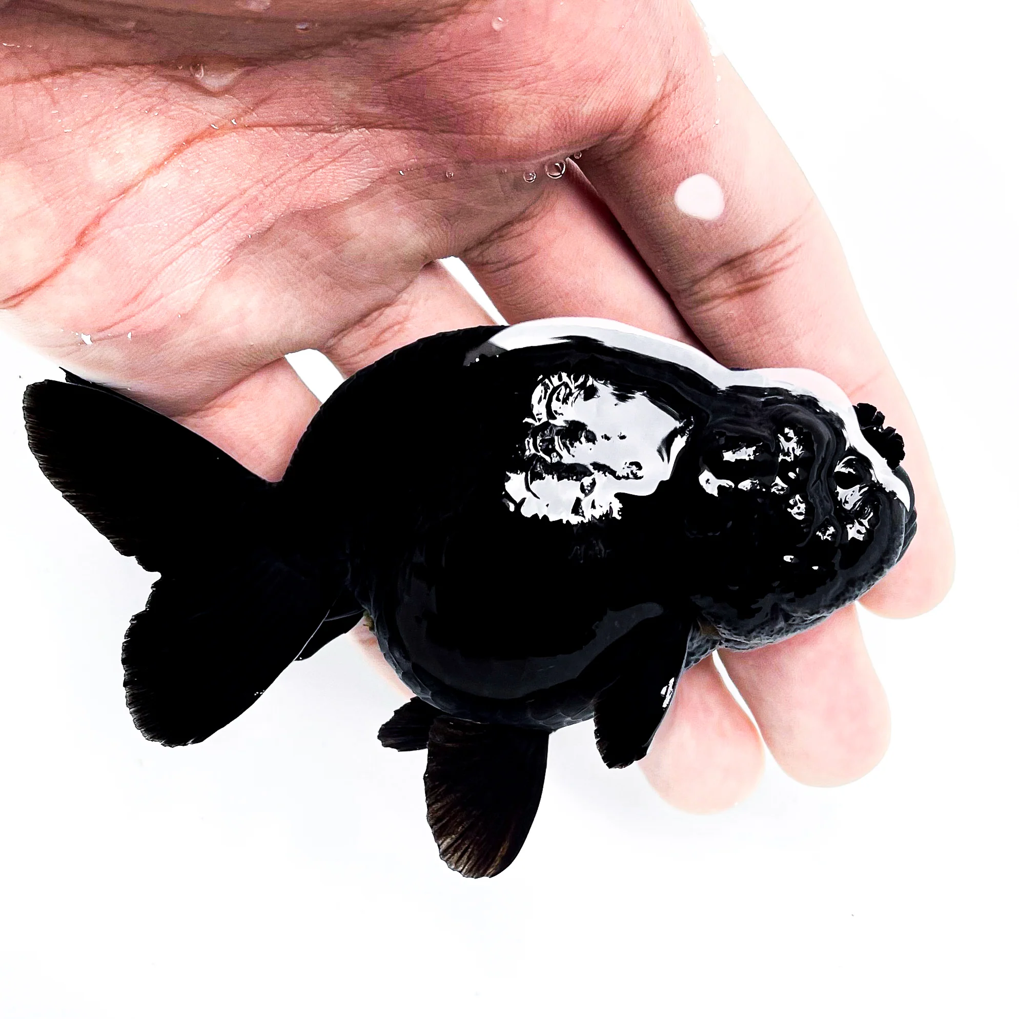 Jet Black Ranchu Goldfish | Grower Pick - Image 8