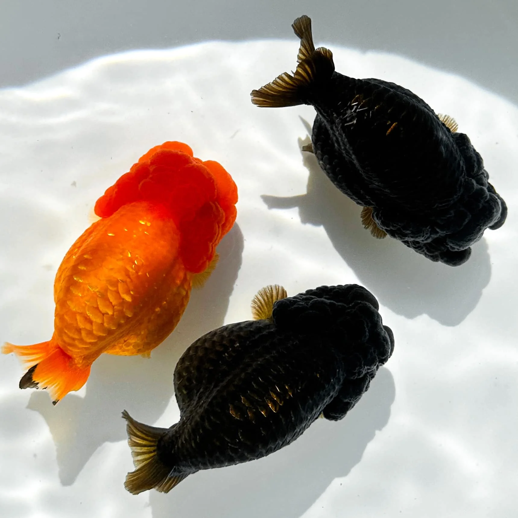 Jet Black Ranchu Goldfish | Grower Pick - Image 9