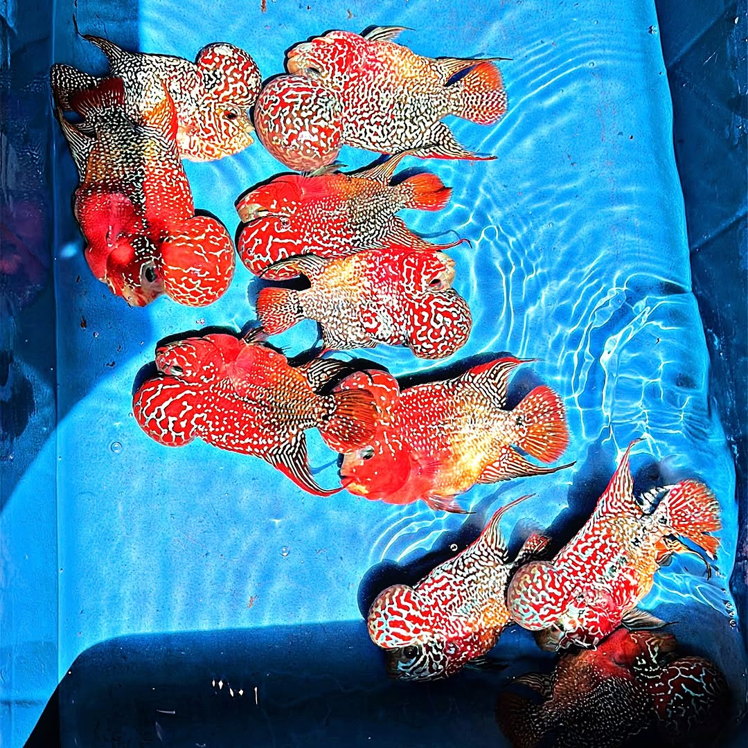 King Kamfa 2 Tone Flowerhorn Cichlid | High Grade | Grower Pick - Image 3