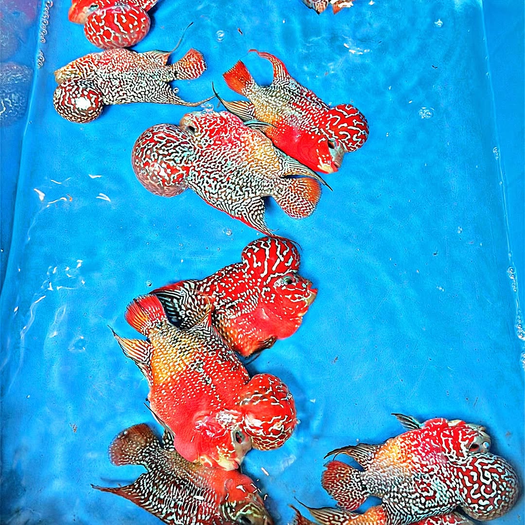 King Kamfa 2 Tone Flowerhorn Cichlid | High Grade | Grower Pick - Image 4