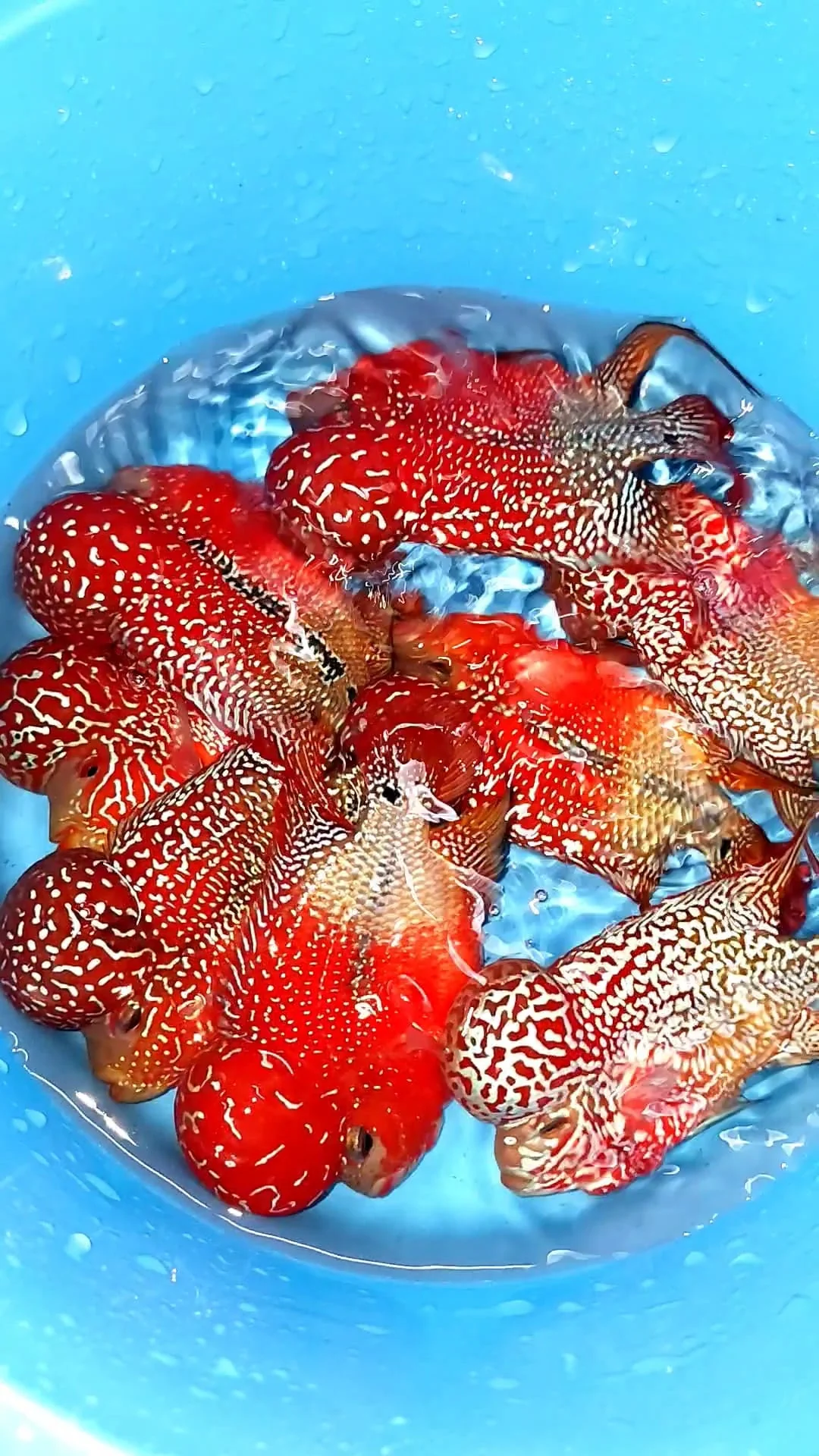 King Kamfa 2 Tone Flowerhorn Cichlid | High Grade | Grower Pick - Image 5