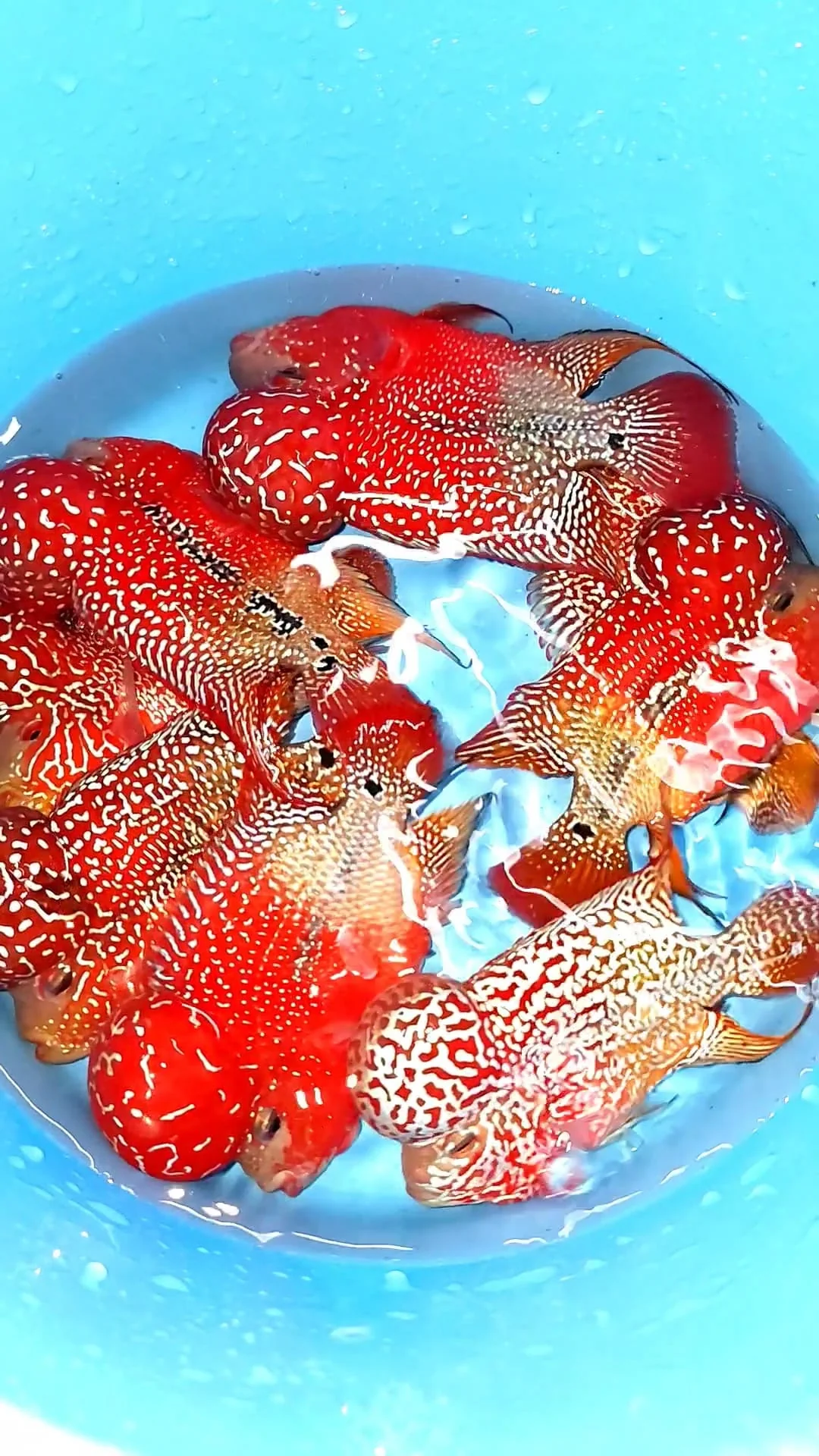 King Kamfa 2 Tone Flowerhorn Cichlid | High Grade | Grower Pick - Image 6