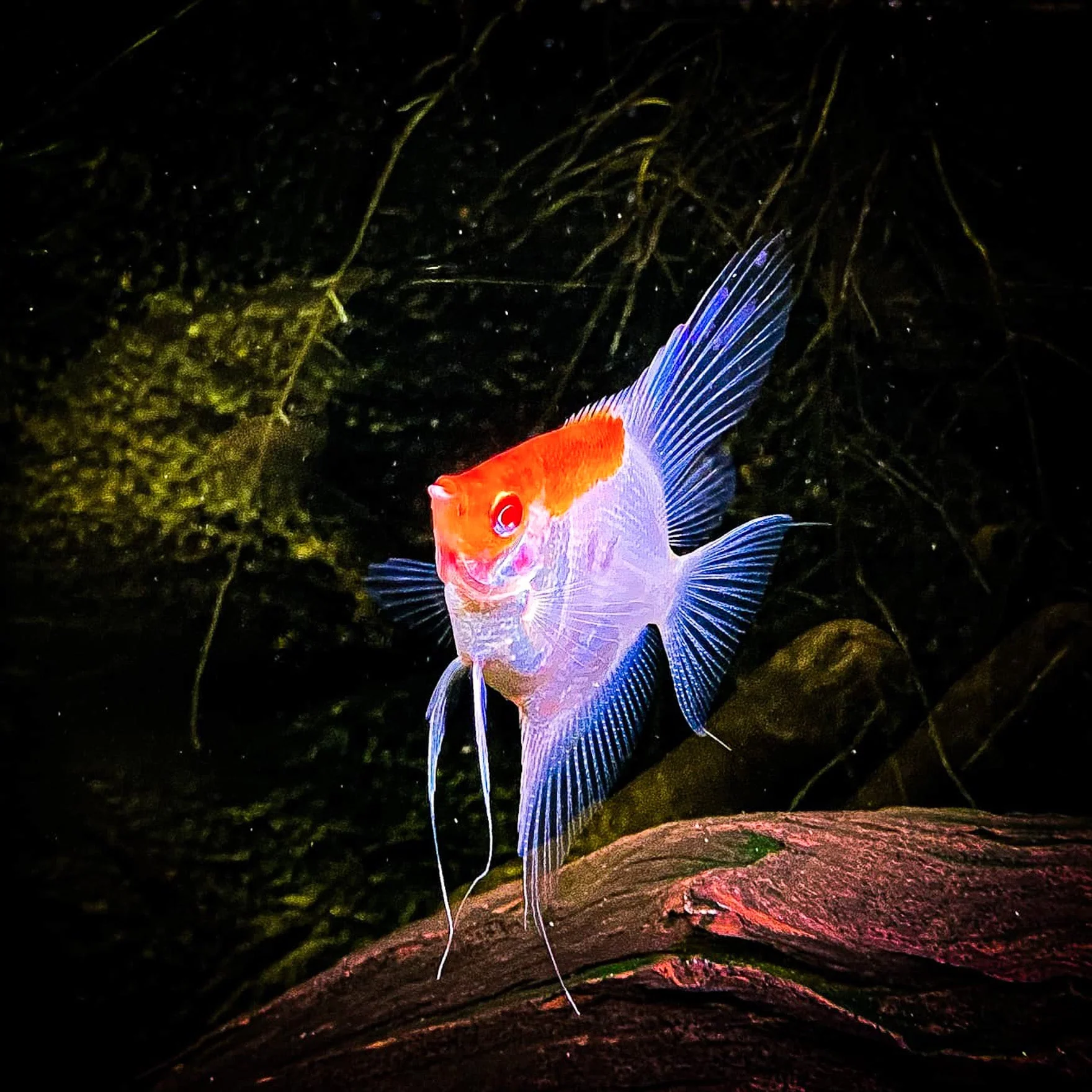Koi Albino Red Cap Angelfish - Image 3