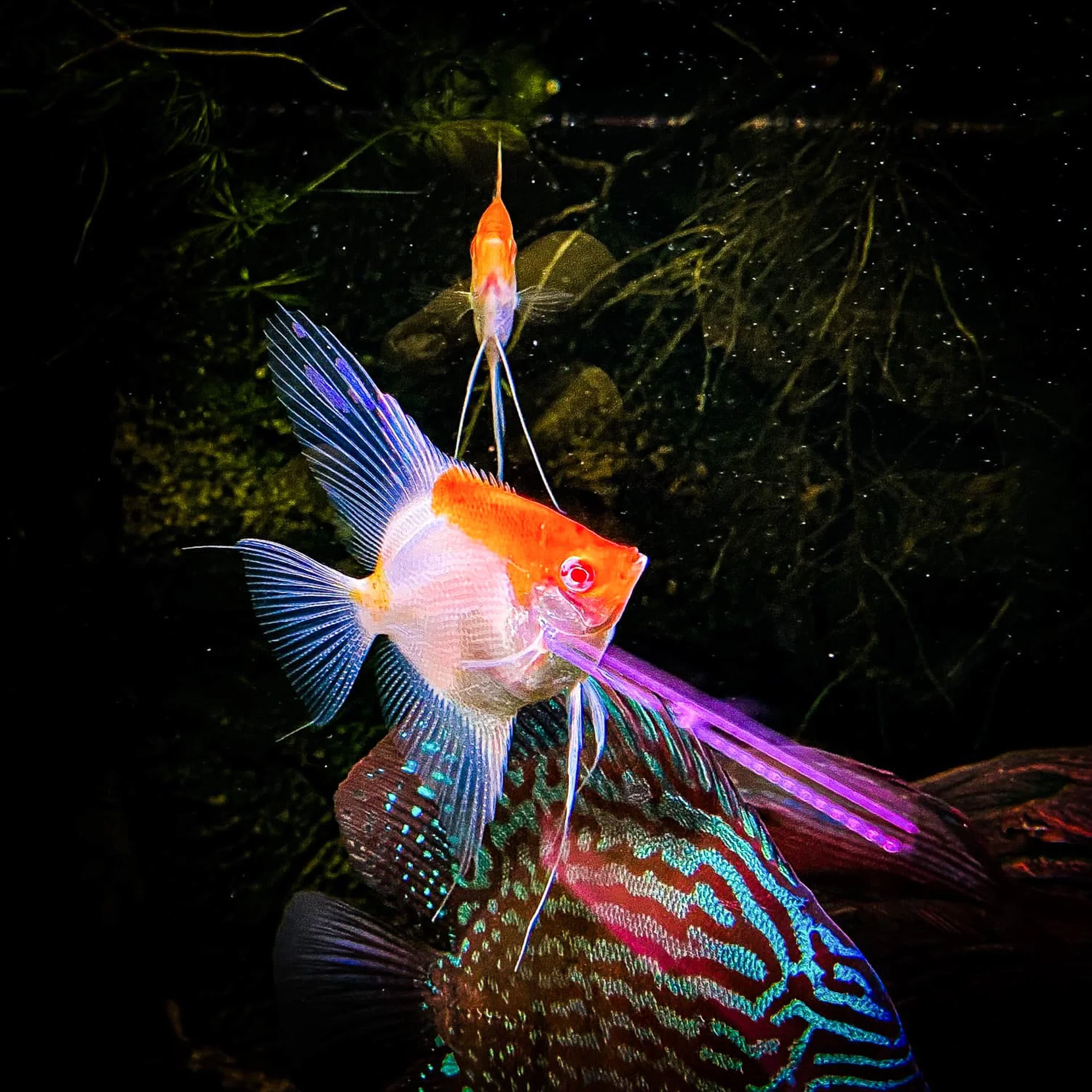 Koi Albino Red Cap Angelfish - Image 4