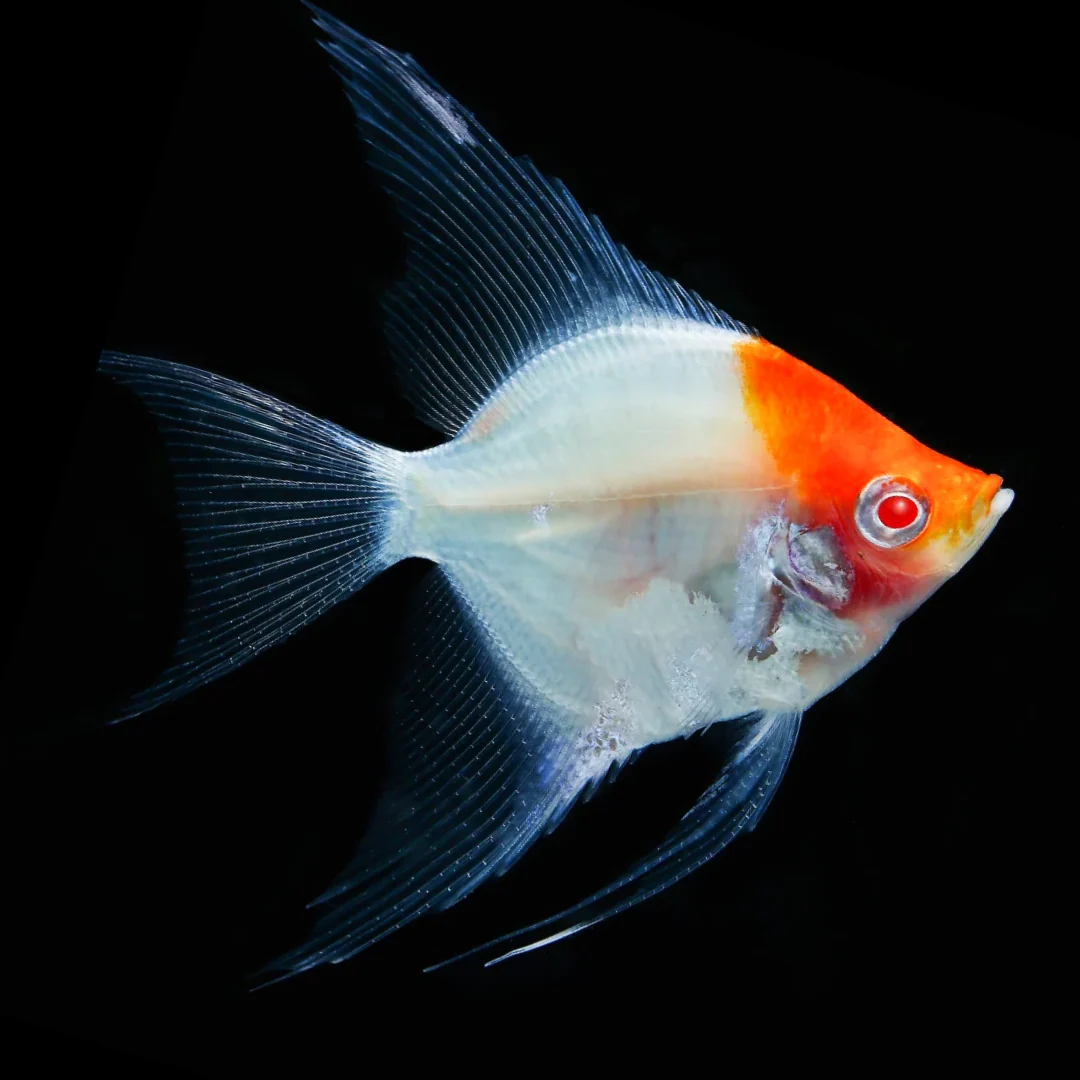 Koi Albino Red Cap Angelfish - Image 5