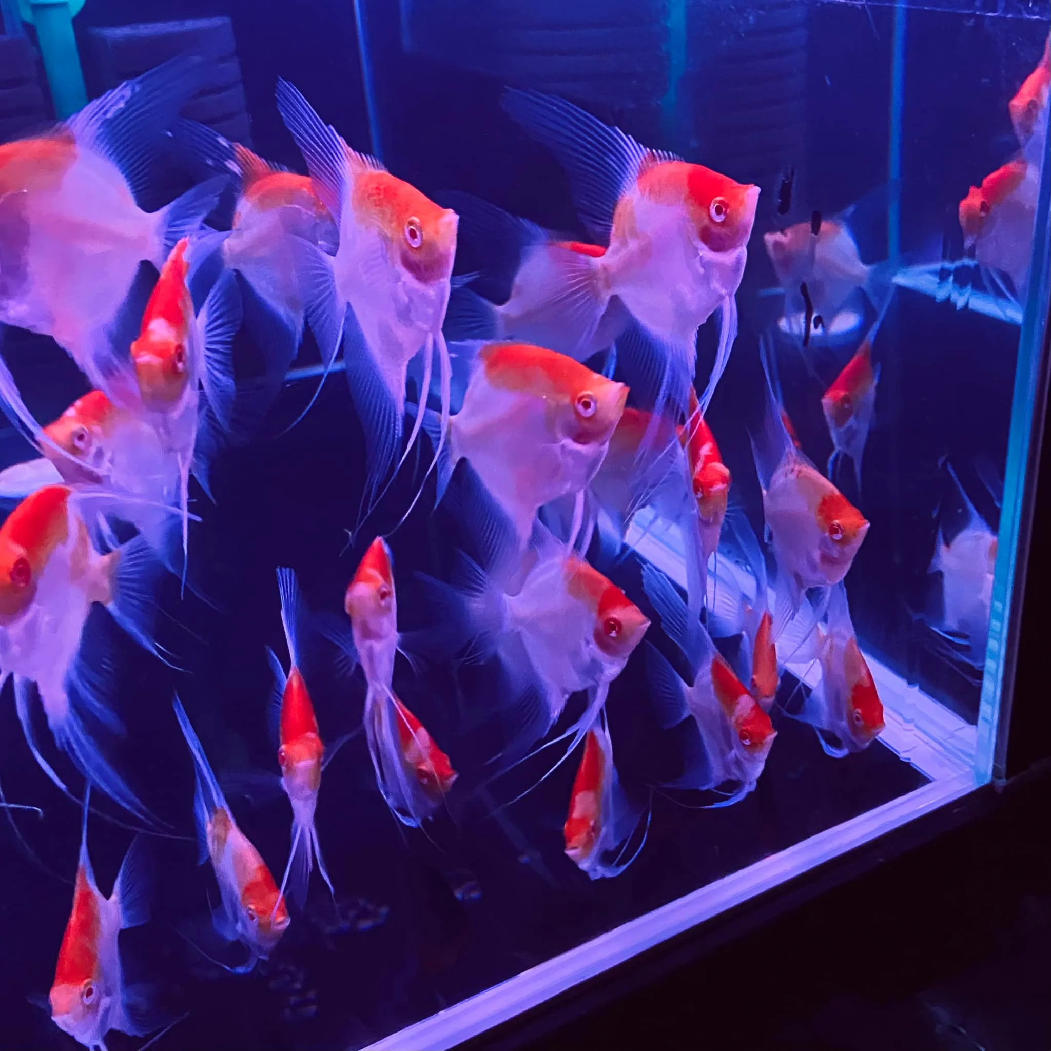 Koi Albino Red Cap Angelfish - Image 6