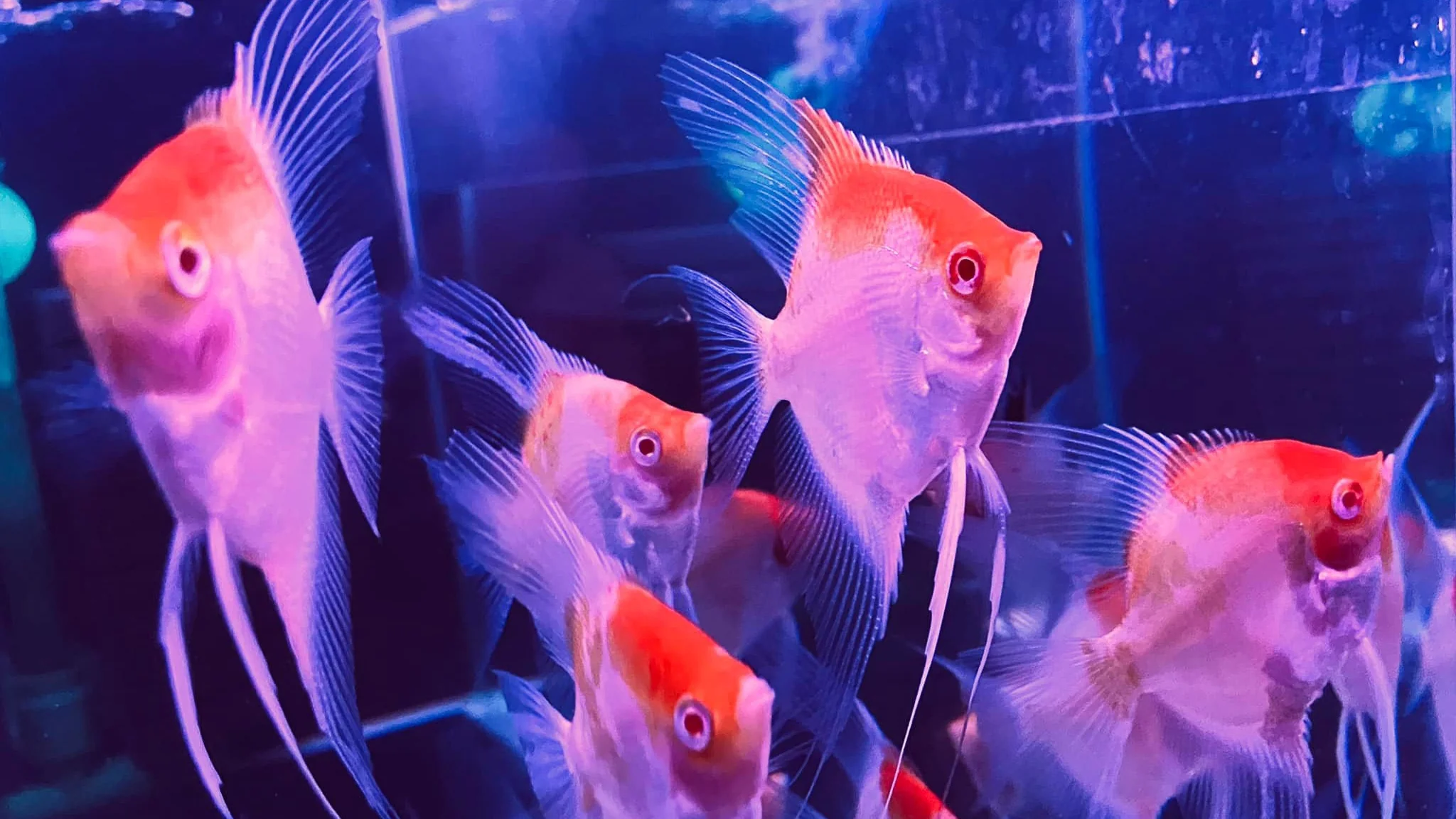 Koi Albino Red Cap Angelfish - Image 7