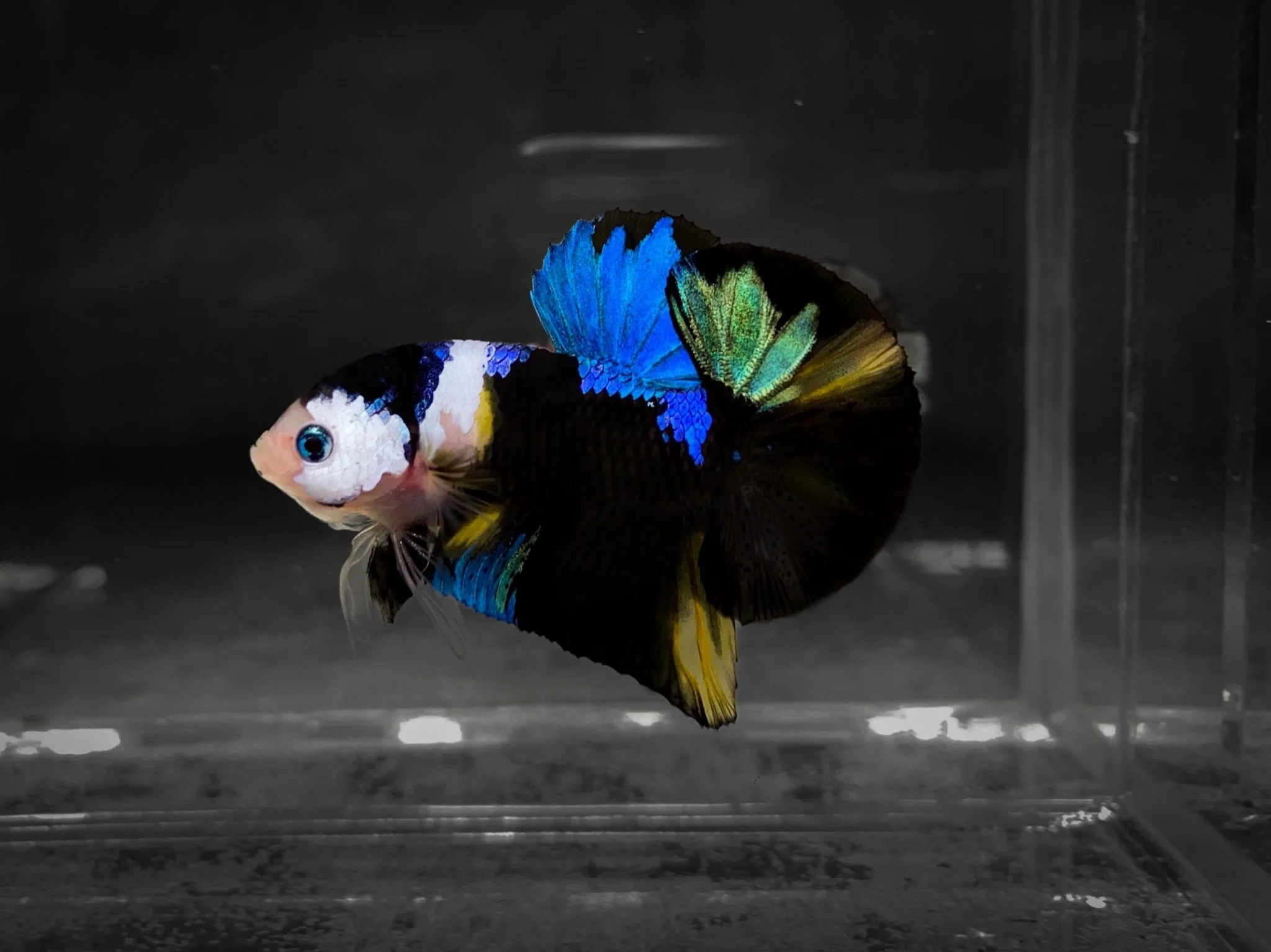 Koi Multicolor Dark Tone Plakat Male Betta Fish | High Grade | Mystery Betta - Image 3