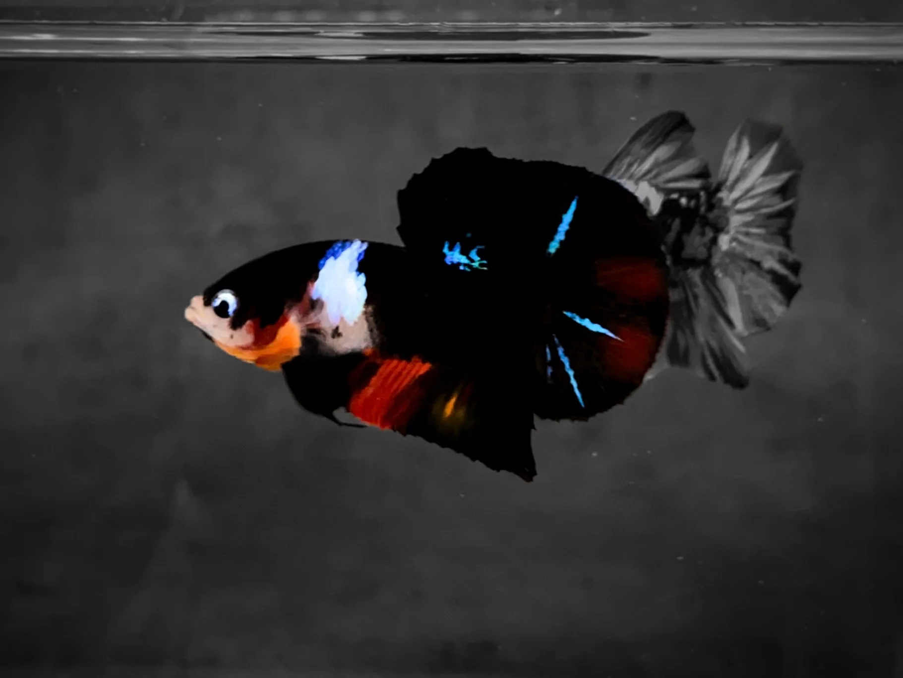 Koi Multicolor Dark Tone Plakat Male Betta Fish | High Grade | Mystery Betta - Image 4