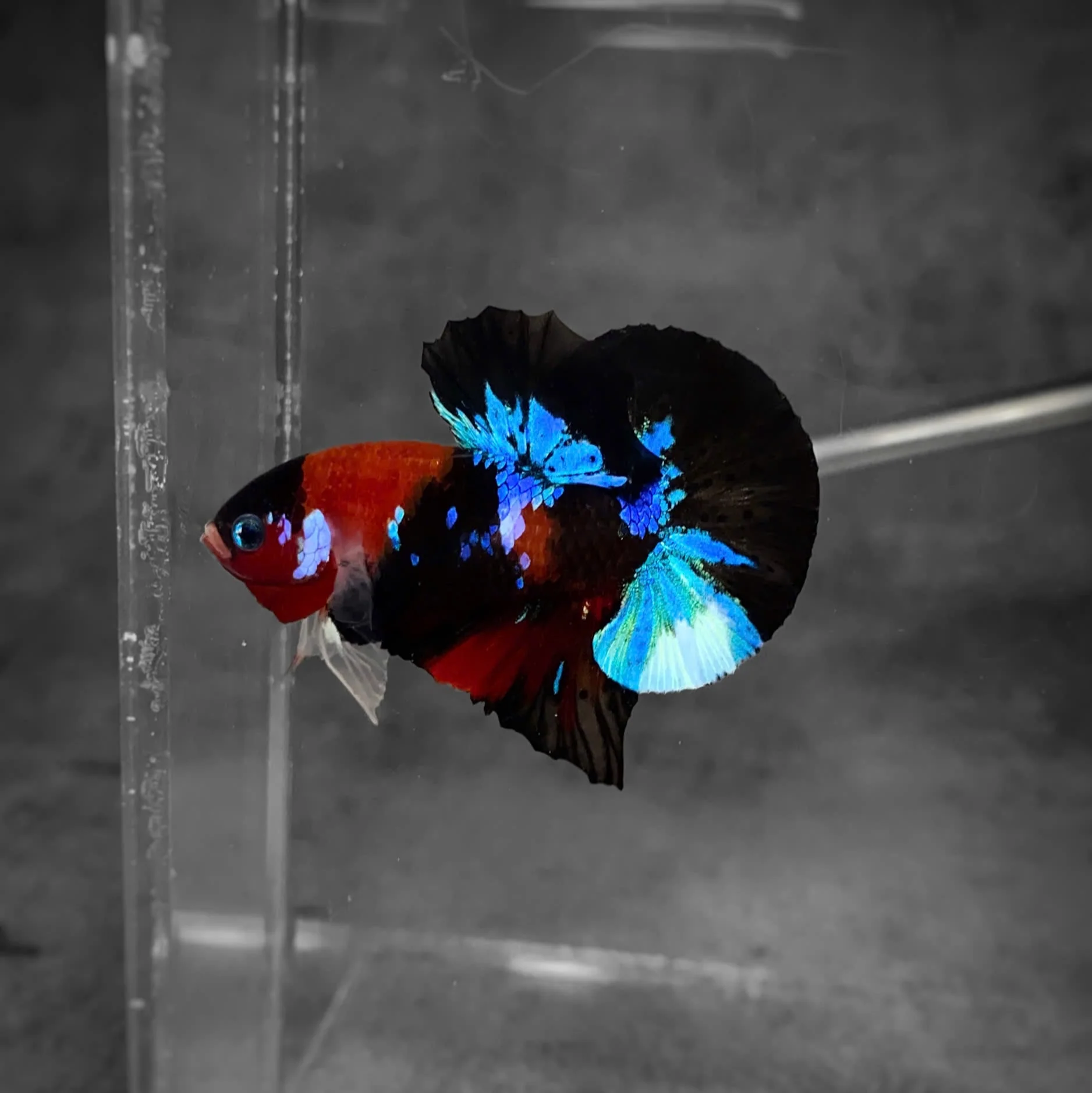 Koi Multicolor Dark Tone Plakat Male Betta Fish | High Grade | Mystery Betta - Image 5