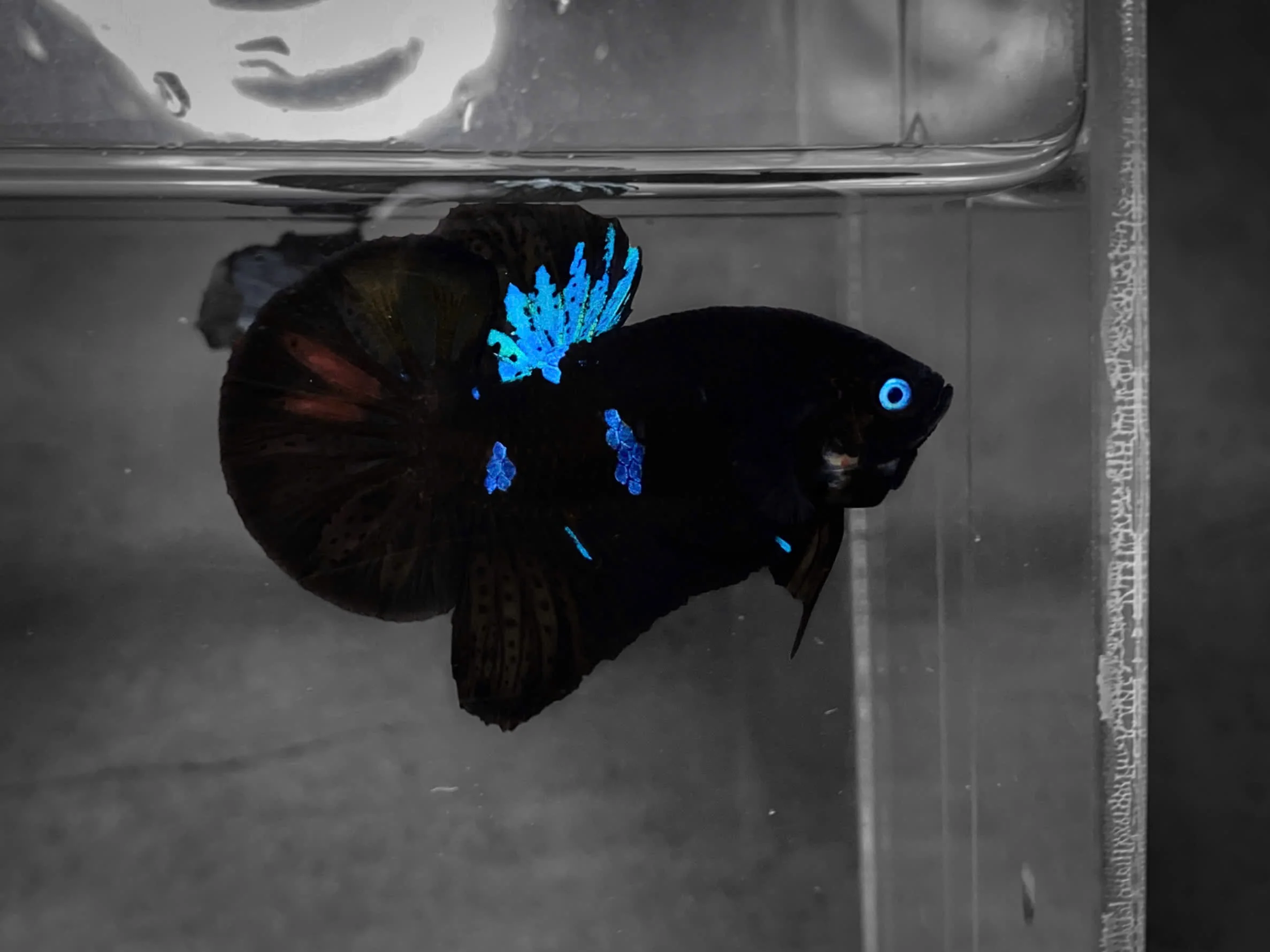 Koi Multicolor Dark Tone Plakat Male Betta Fish | High Grade | Mystery Betta - Image 6
