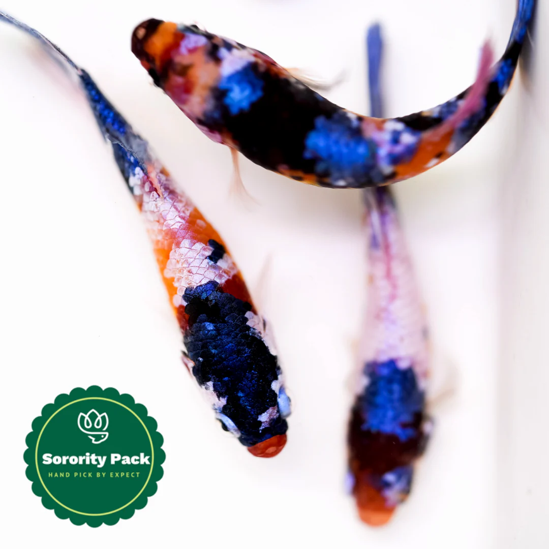 Koi Nemo Black Base Female Betta Fish Sorority | Successful Sorority Pack - Image 3