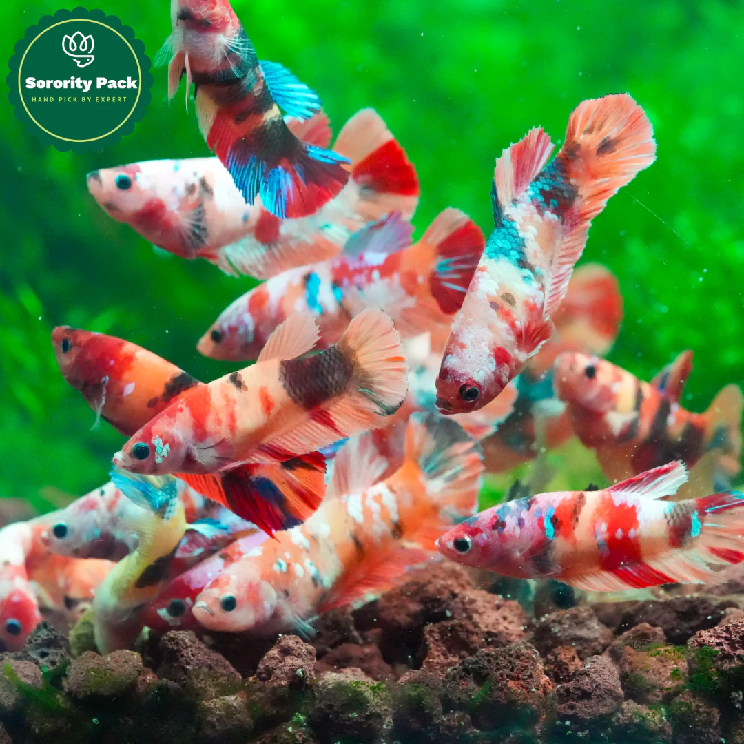 Koi Nemo Female Betta Fish Sorority | Successful Sorority Pack - Image 3
