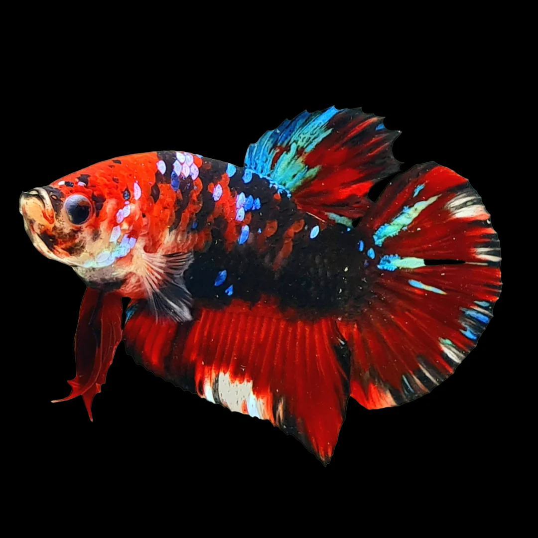 Koi Red Galaxy Black Base Male Betta Fish | Buy 4 Get 1 Free | Mystery Betta - Image 3