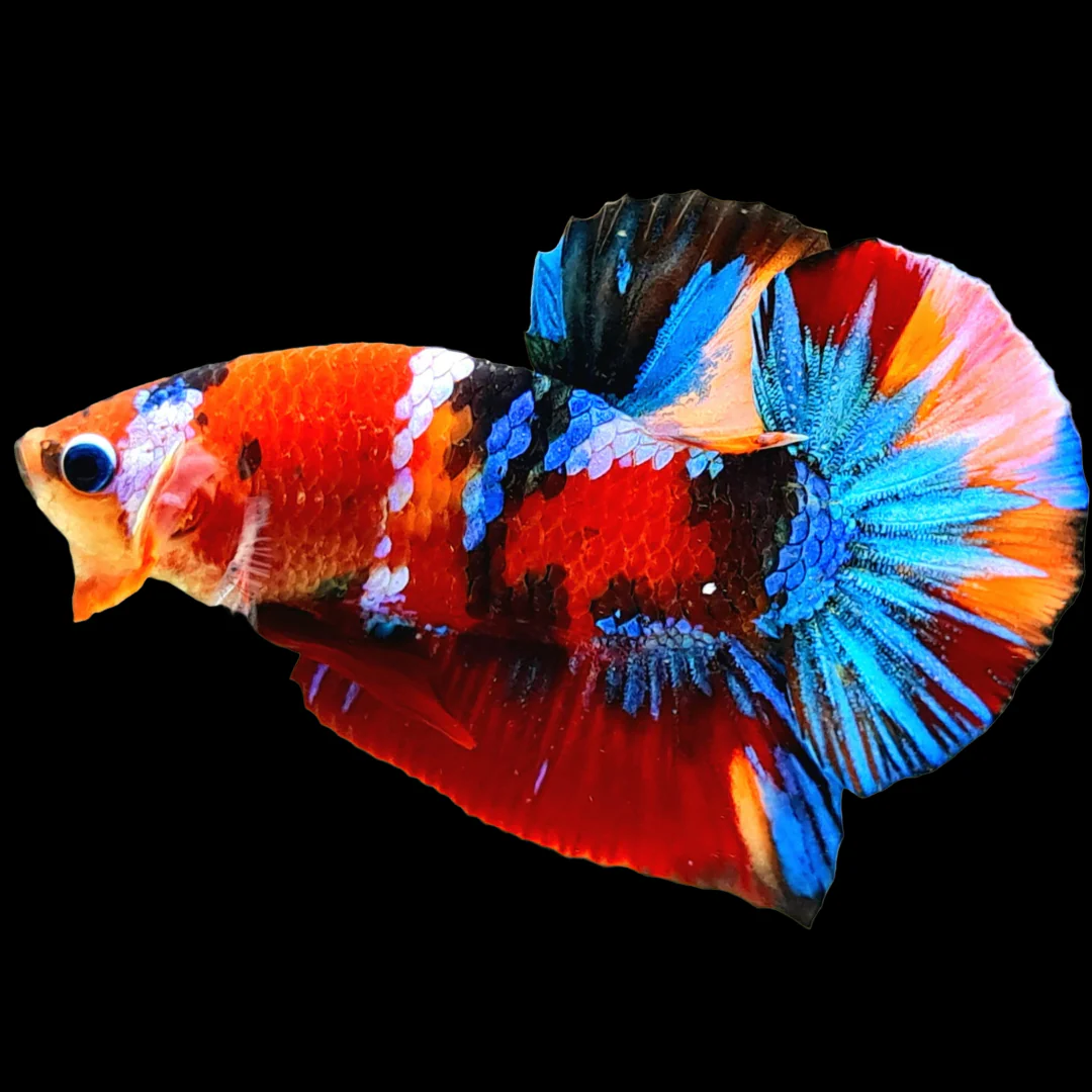 Koi Red Galaxy Black Base Male Betta Fish | Buy 4 Get 1 Free | Mystery Betta - Image 4