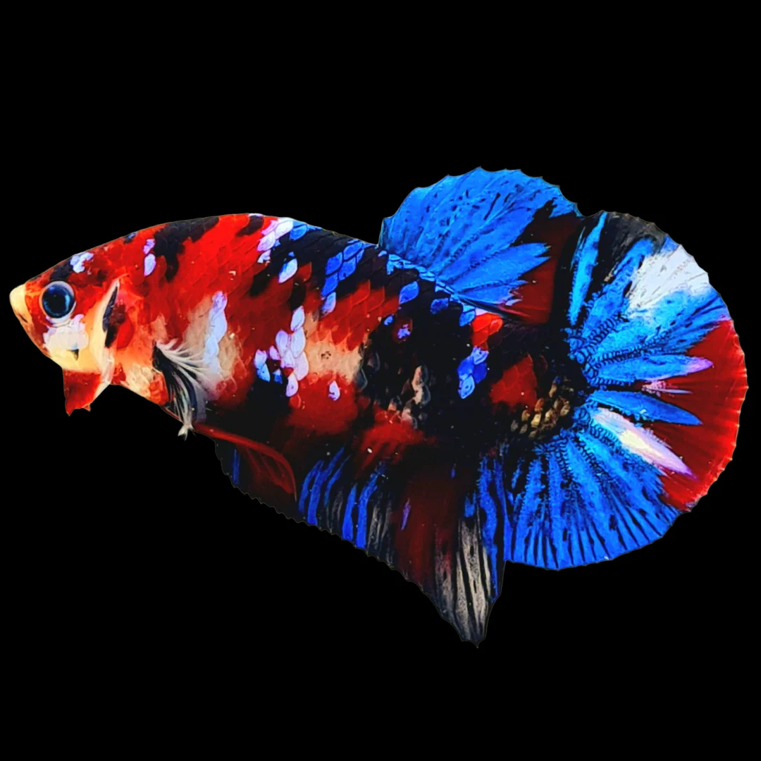 Koi Red Galaxy Black Base Male Betta Fish | Buy 4 Get 1 Free | Mystery Betta - Image 5