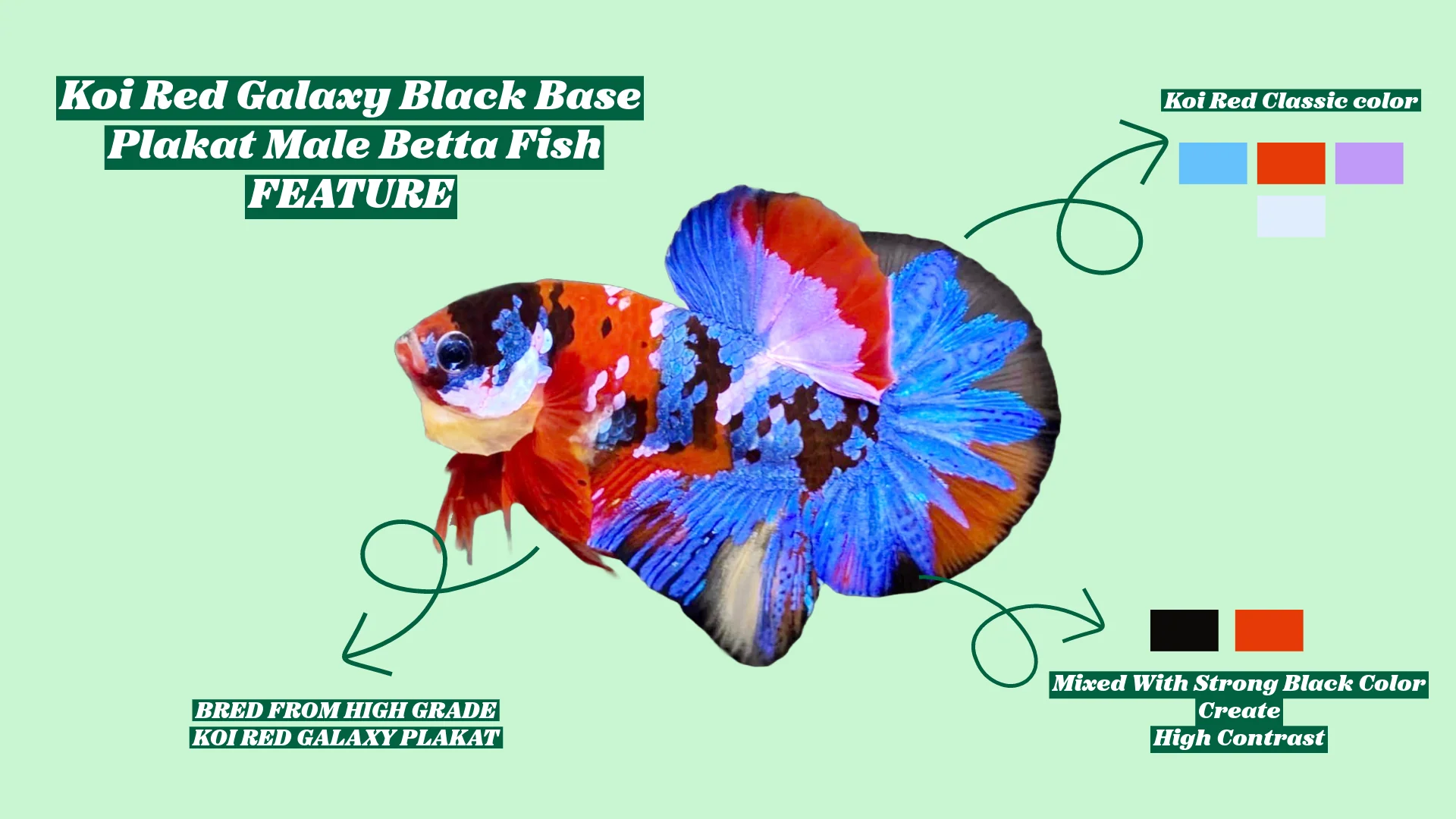 Koi Red Galaxy Black Base Male Betta Fish | Buy 4 Get 1 Free | Mystery Betta - Image 6
